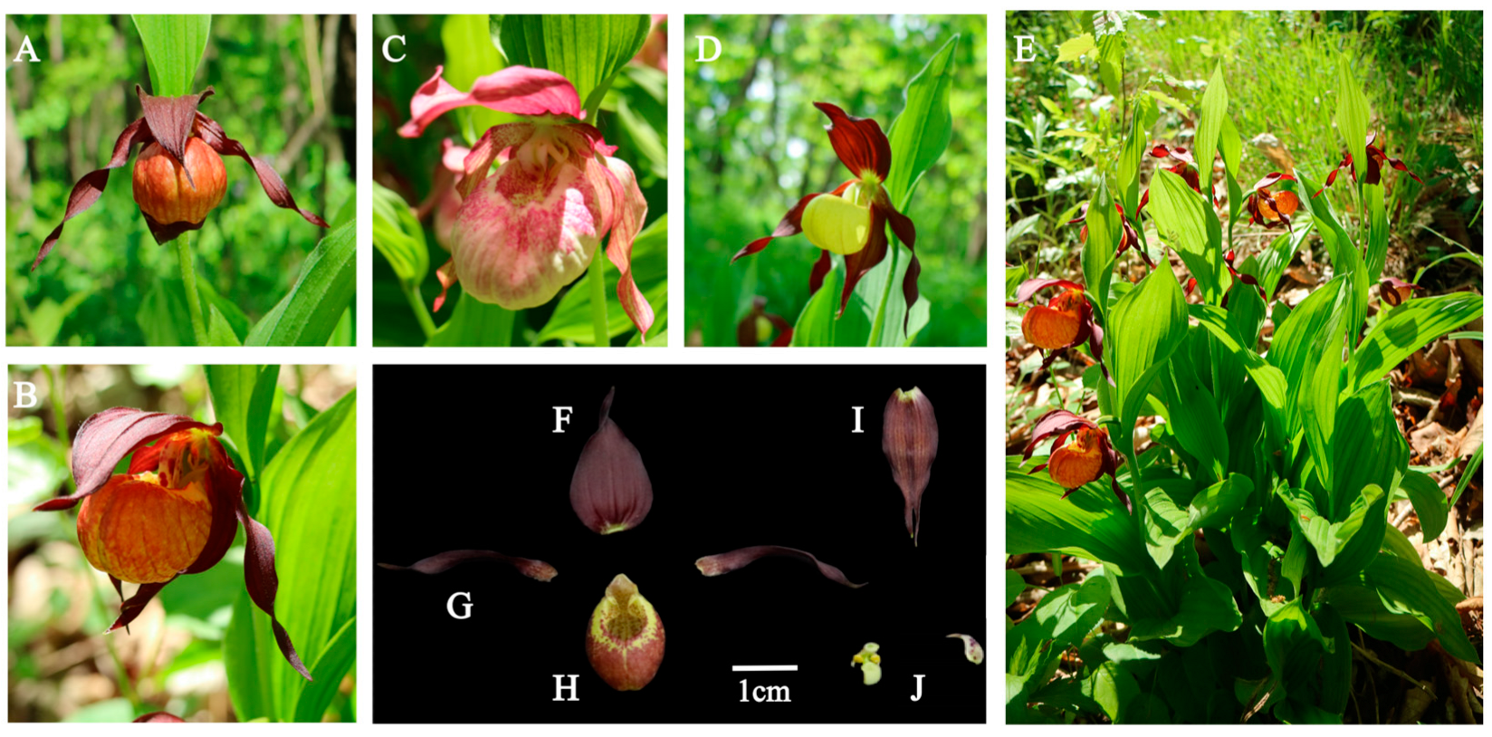 Plants 14 00772 g002 Plants 14 00772 g002