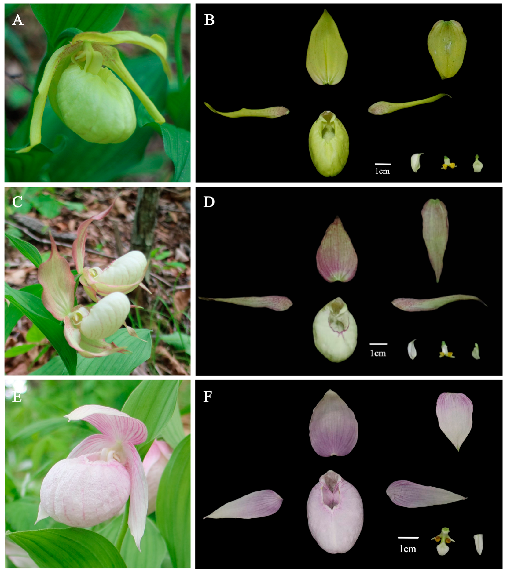 Plants 14 00772 g004 Plants 14 00772 g004