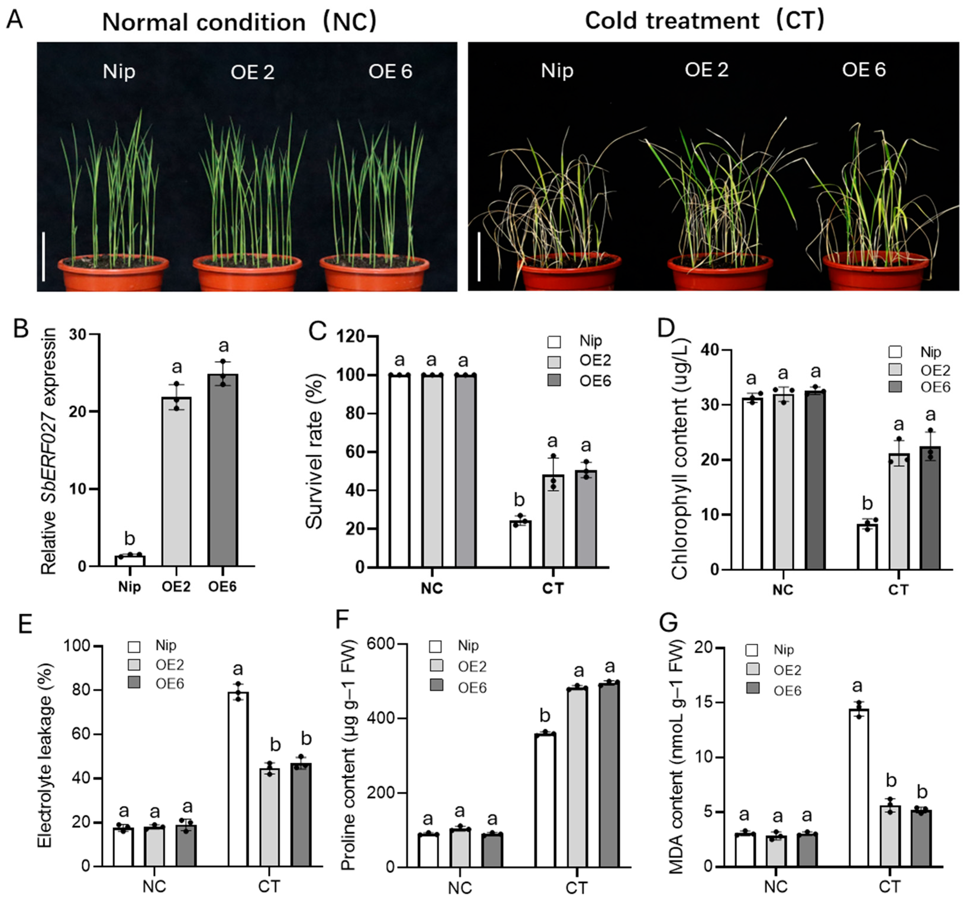 Plants 14 00879 g006
