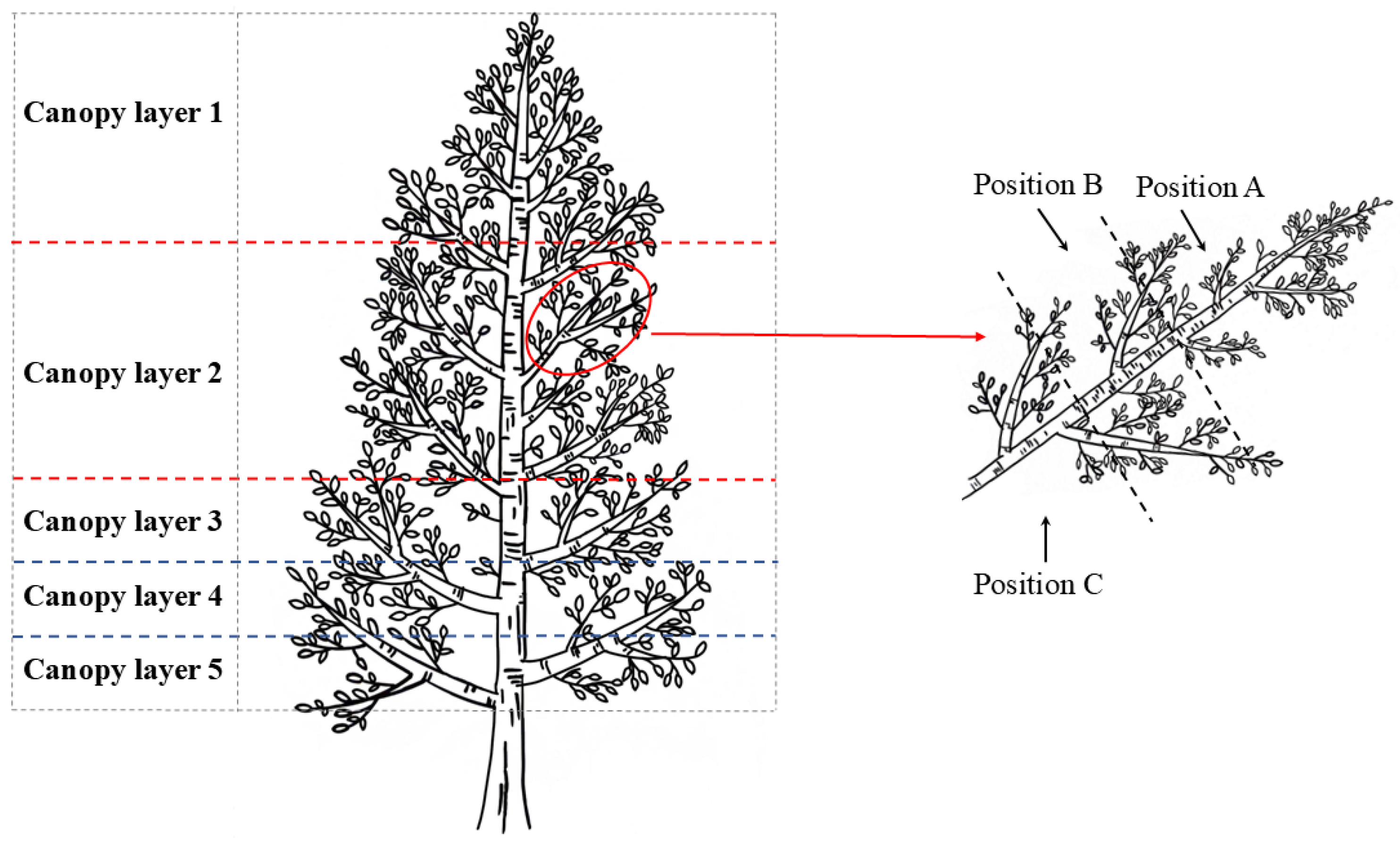Plants 14 00898 g004