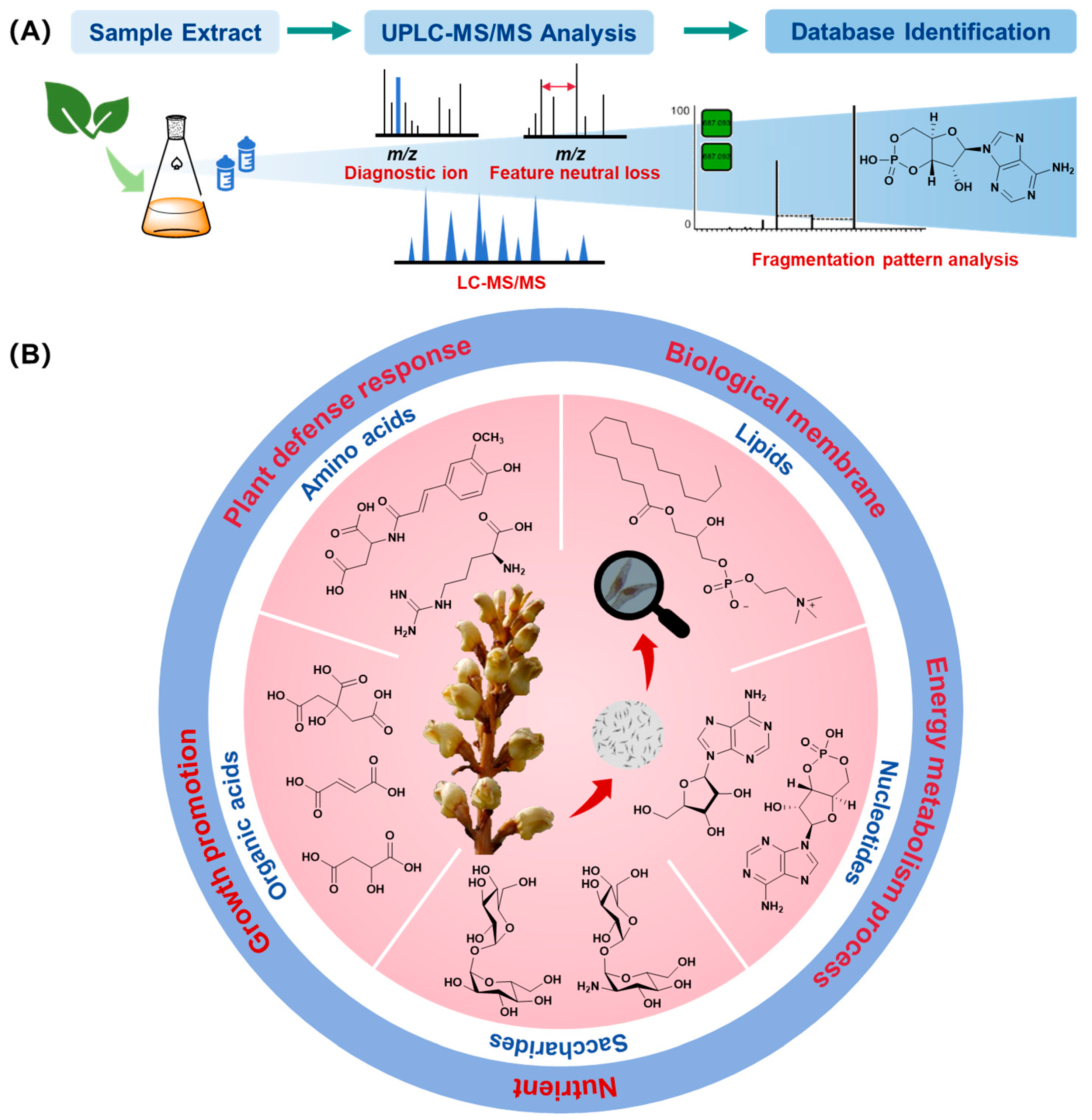 Plants 14 00916 g001