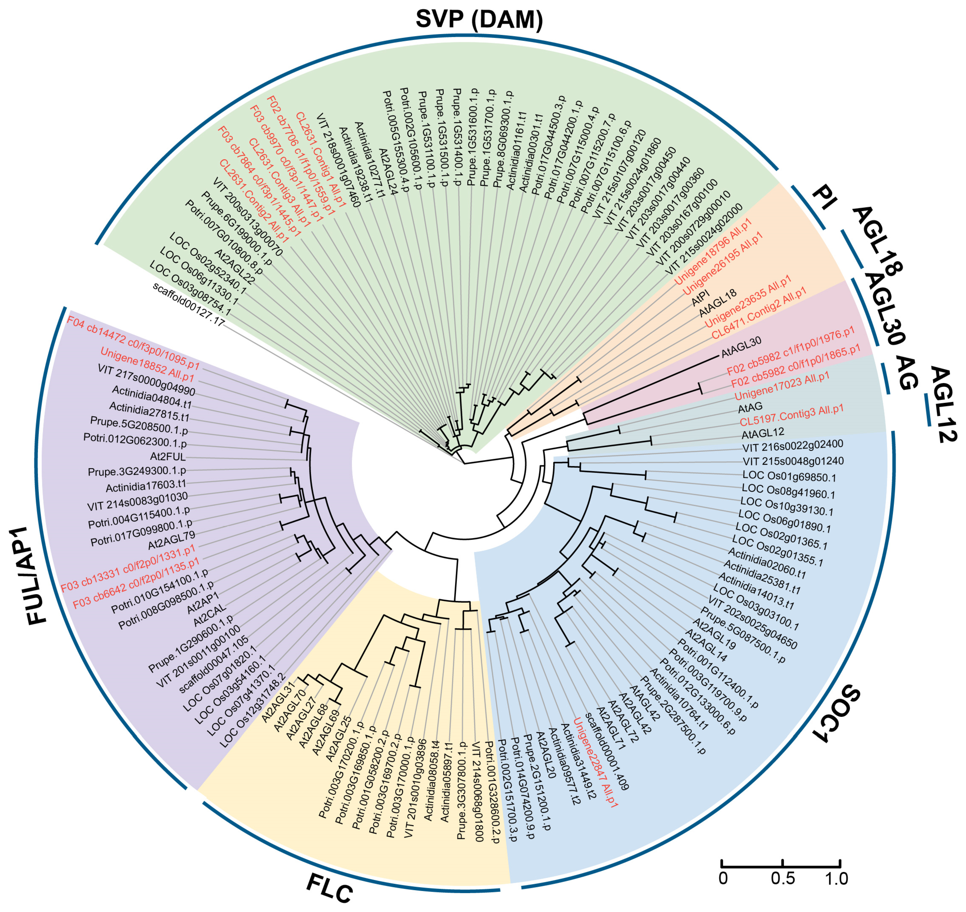 Plants 14 00928 g001
