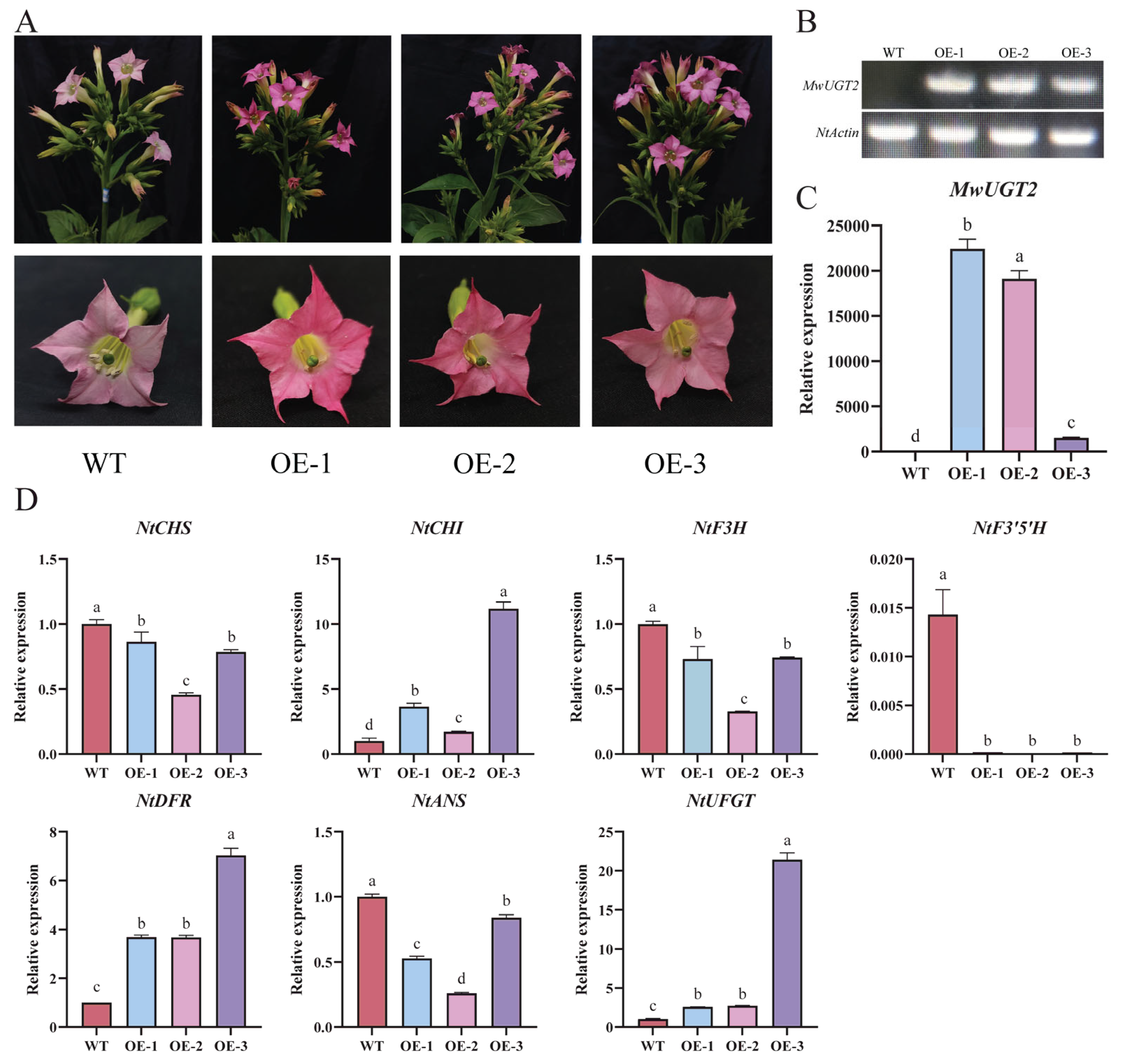 Plants 14 00944 g004