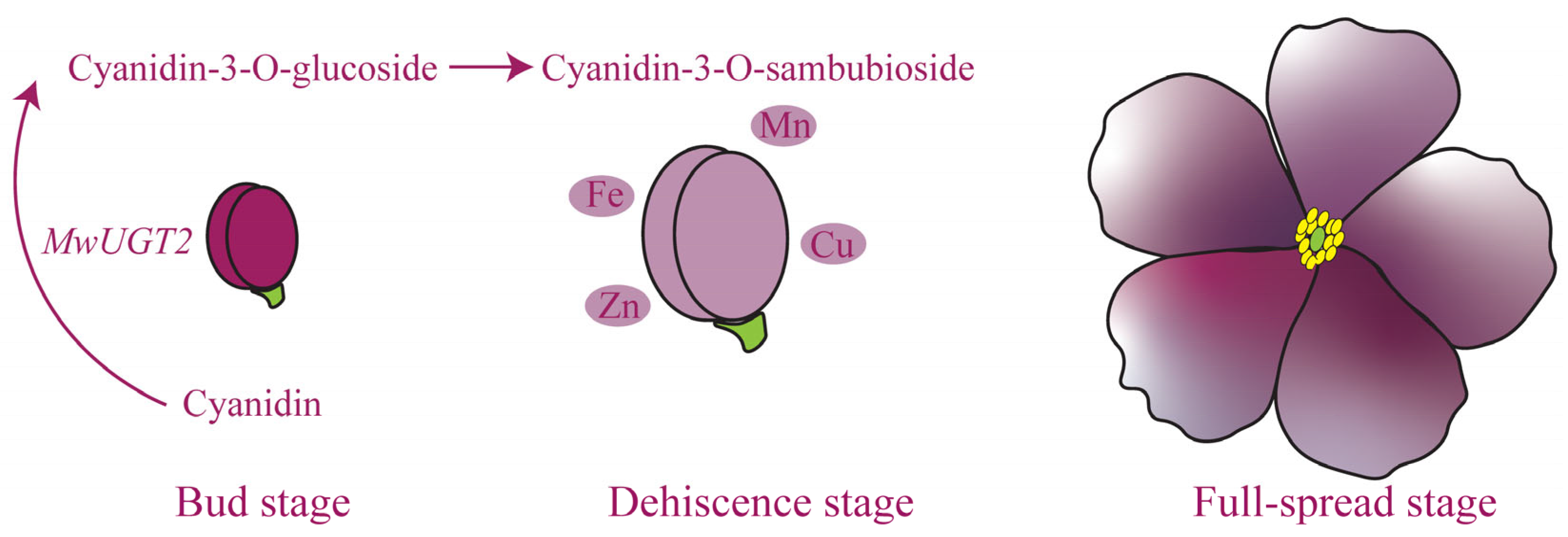 Plants 14 00944 g007