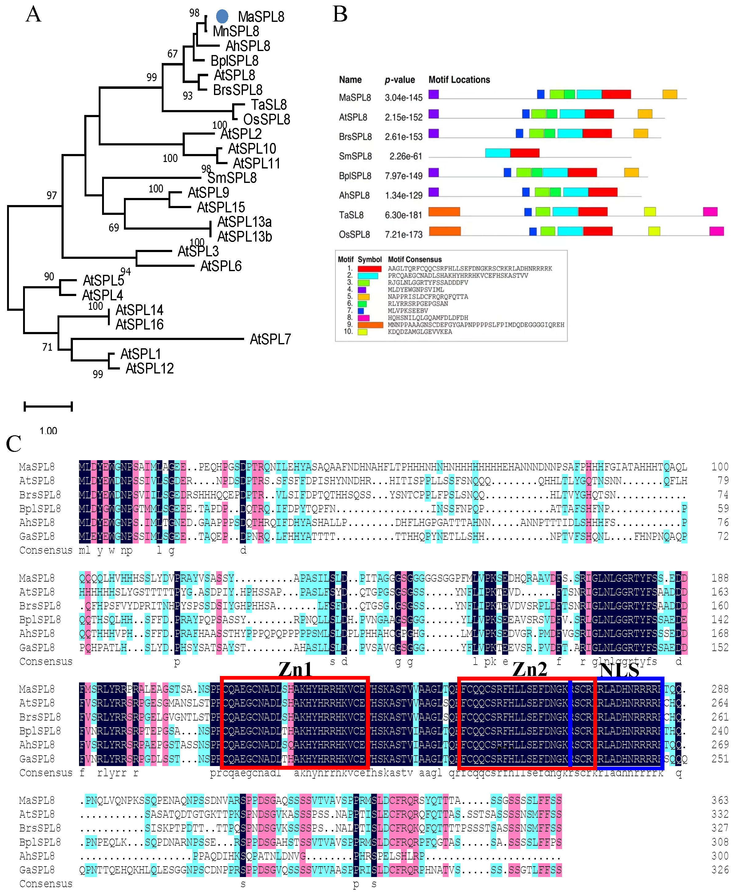 Plants 14 00950 g001