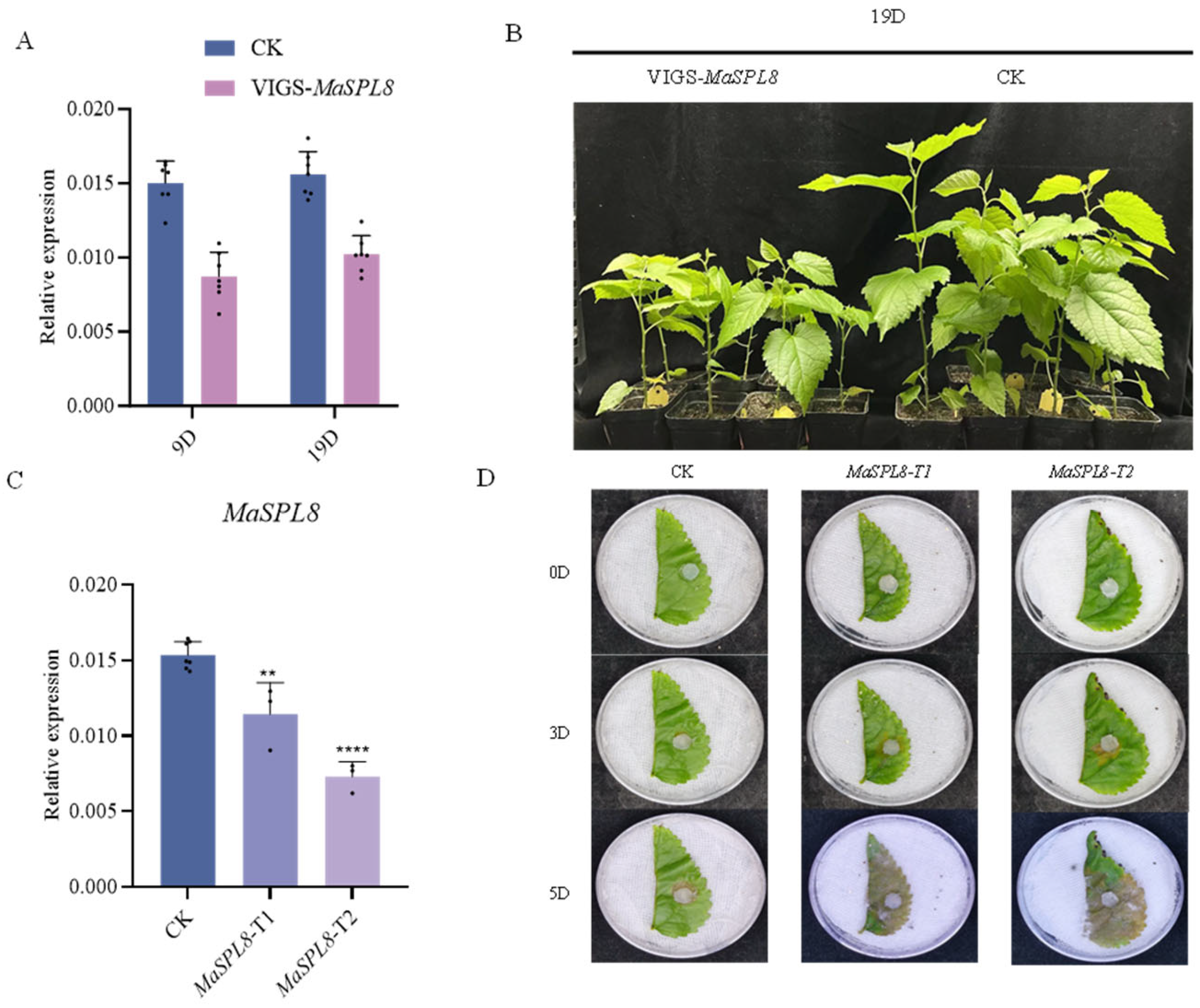 Plants 14 00950 g003