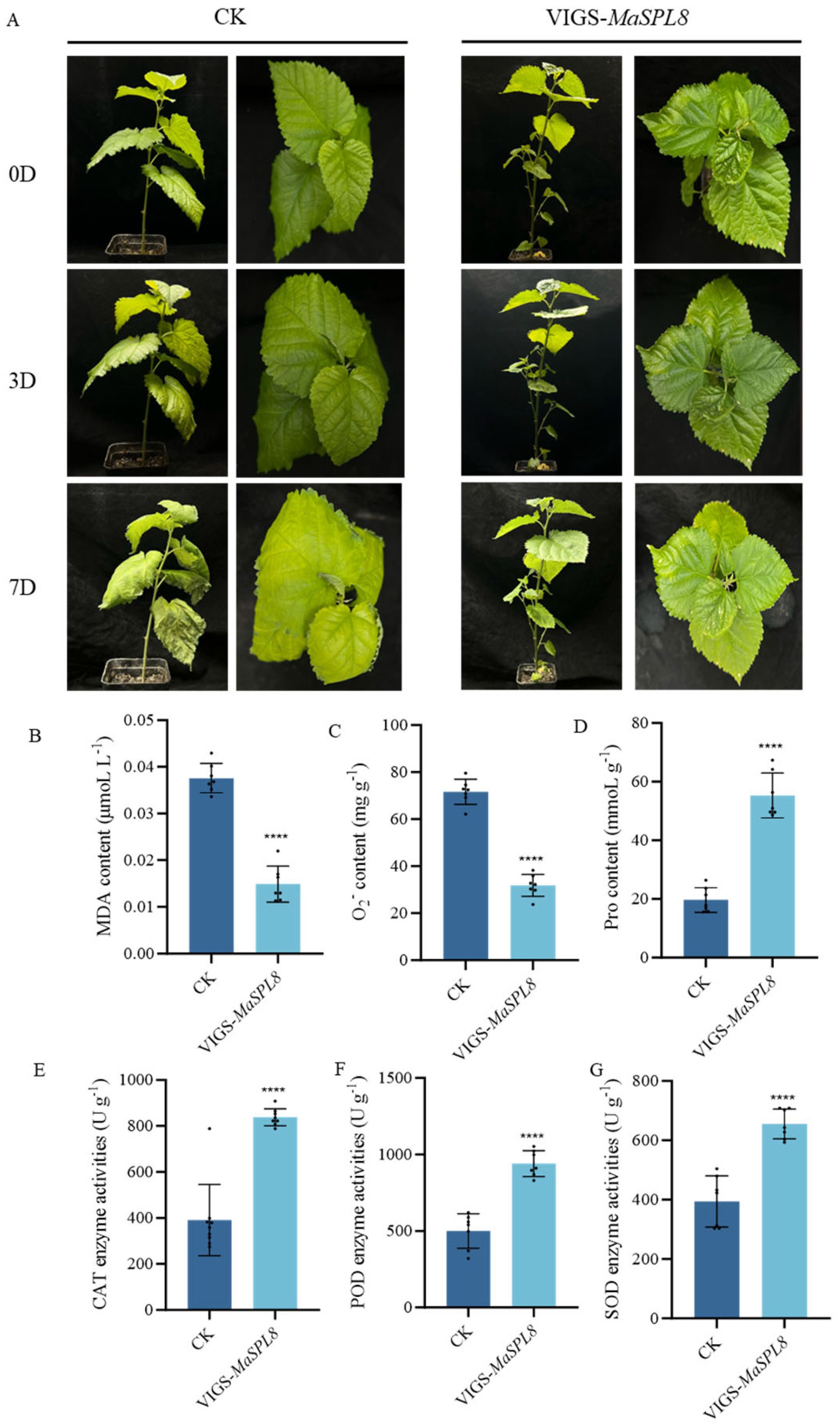 Plants 14 00950 g005