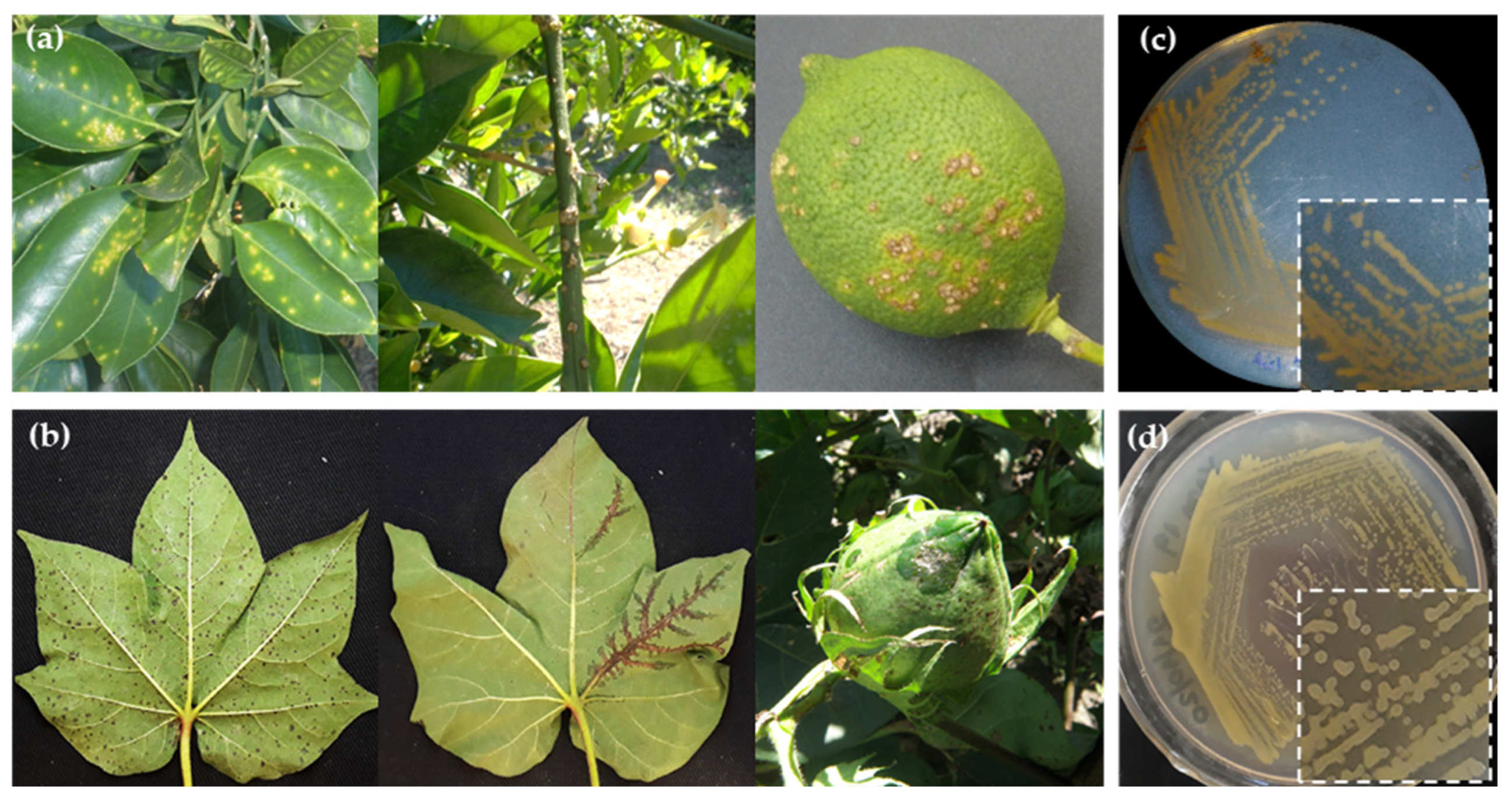 Plants 14 00957 g001