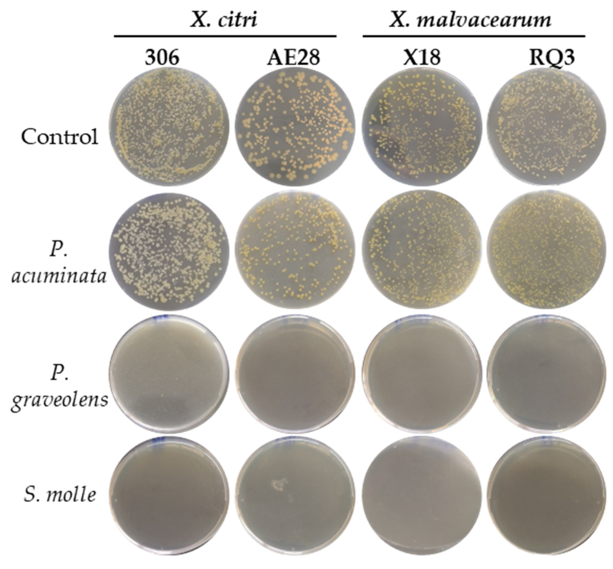 Plants 14 00957 g002