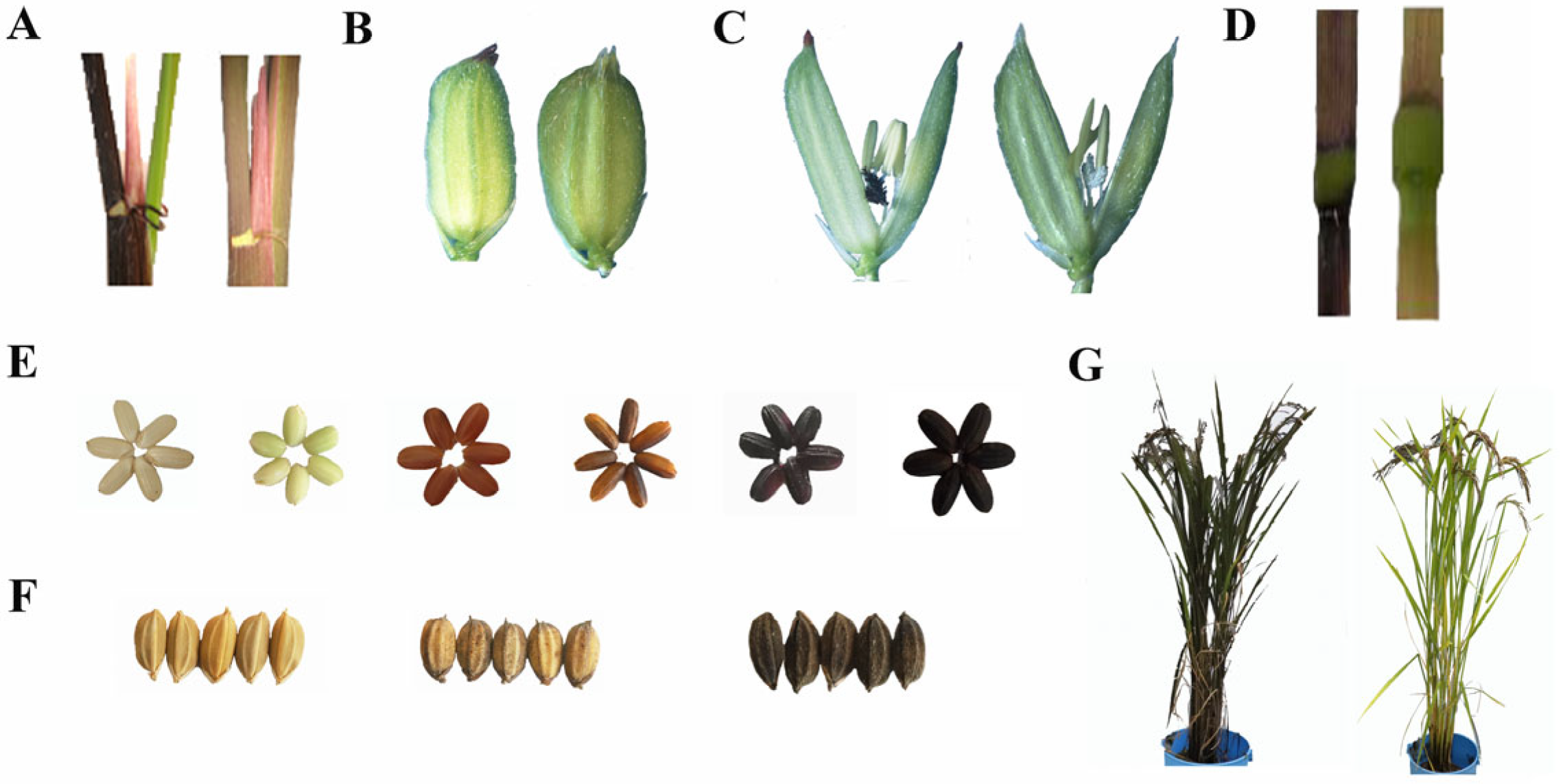 Plants 14 00963 g001