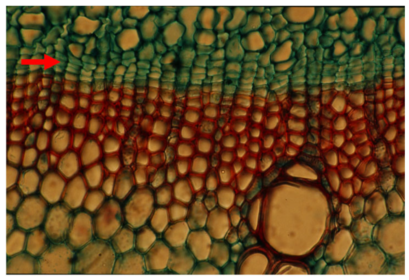 Plants 14 00971 g003