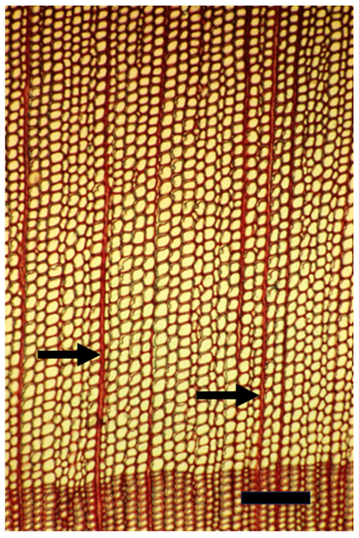 Plants 14 00971 g004