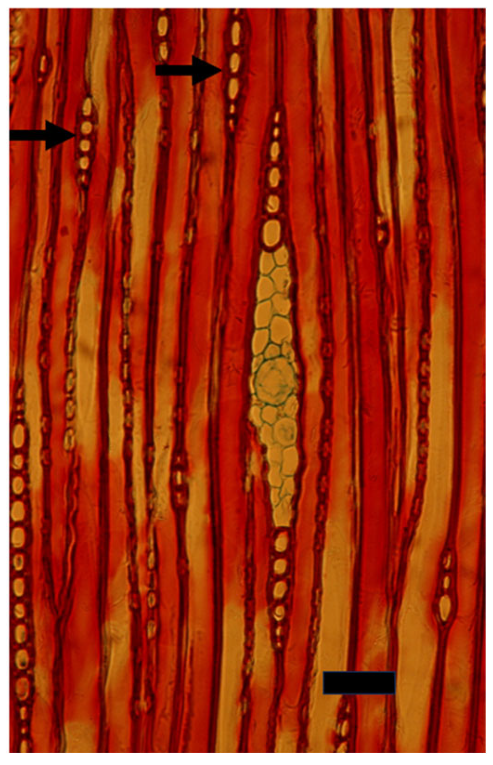 Plants 14 00971 g005