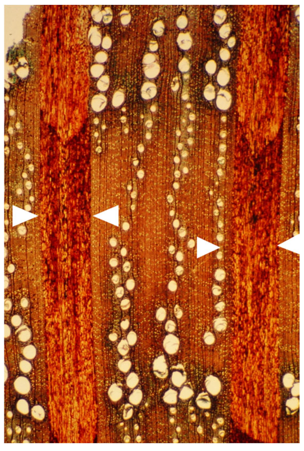 Plants 14 00971 g010