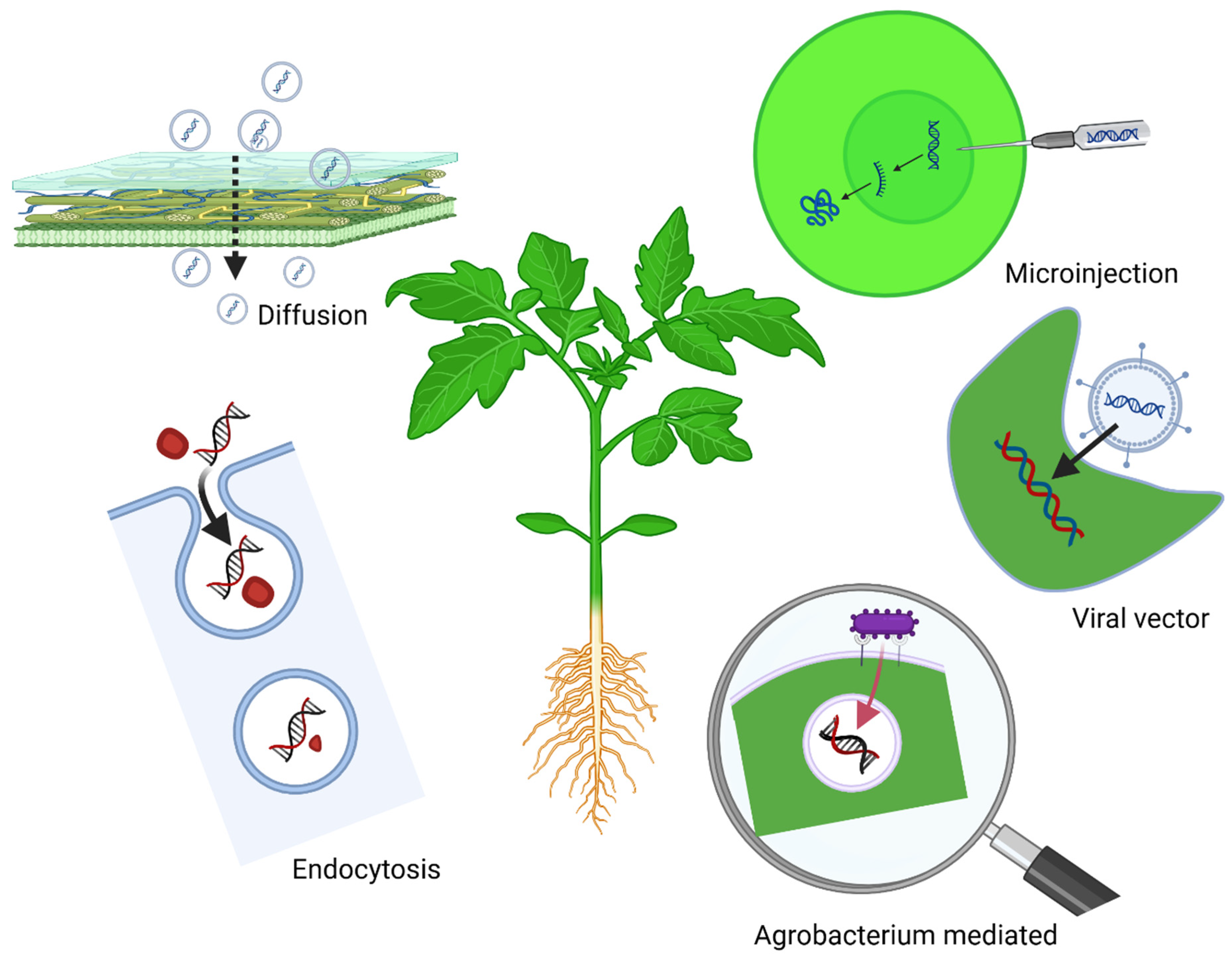 Plants 14 00977 g001 Plants 14 00977 g001