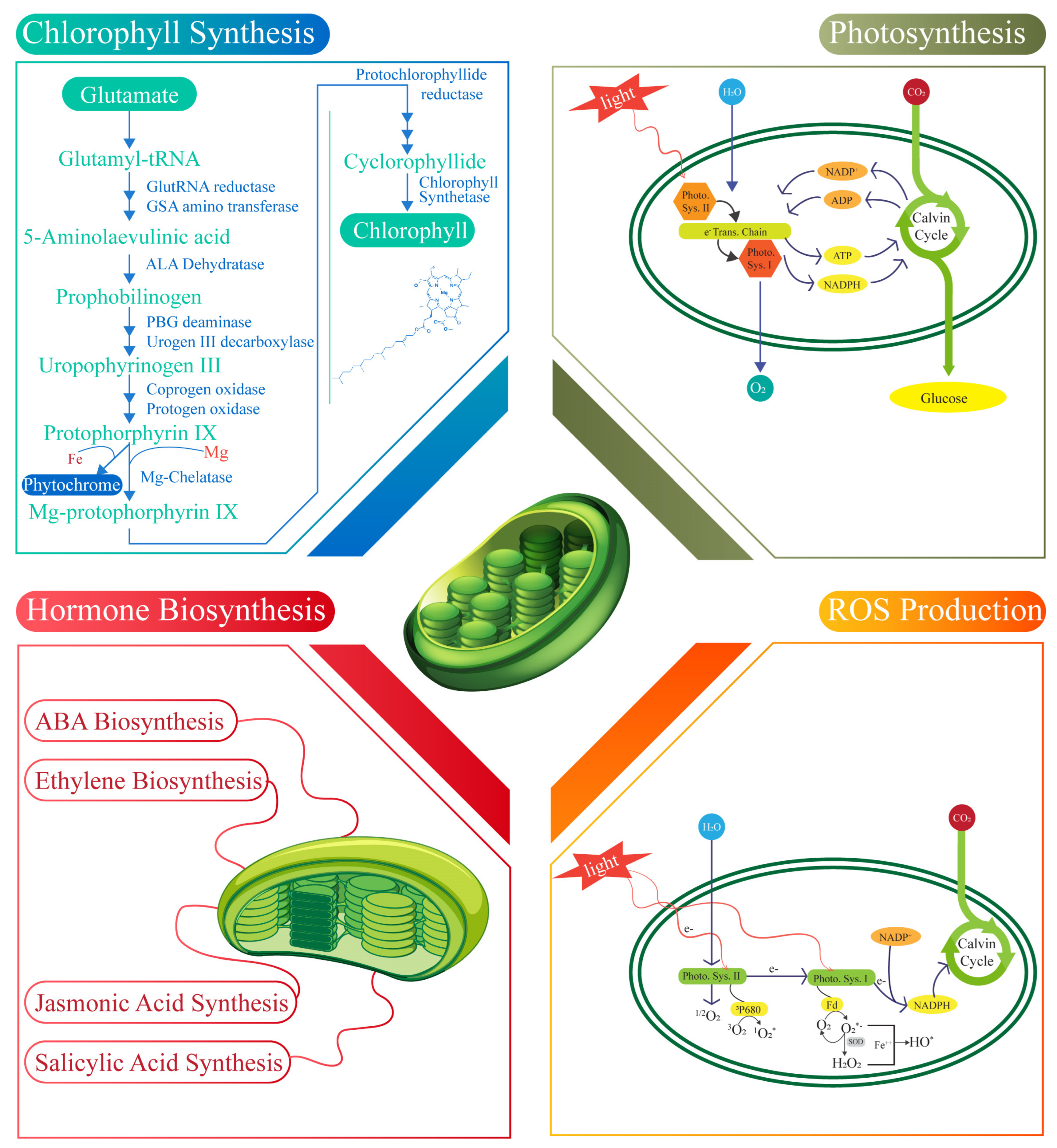 Plants 14 00978 g003