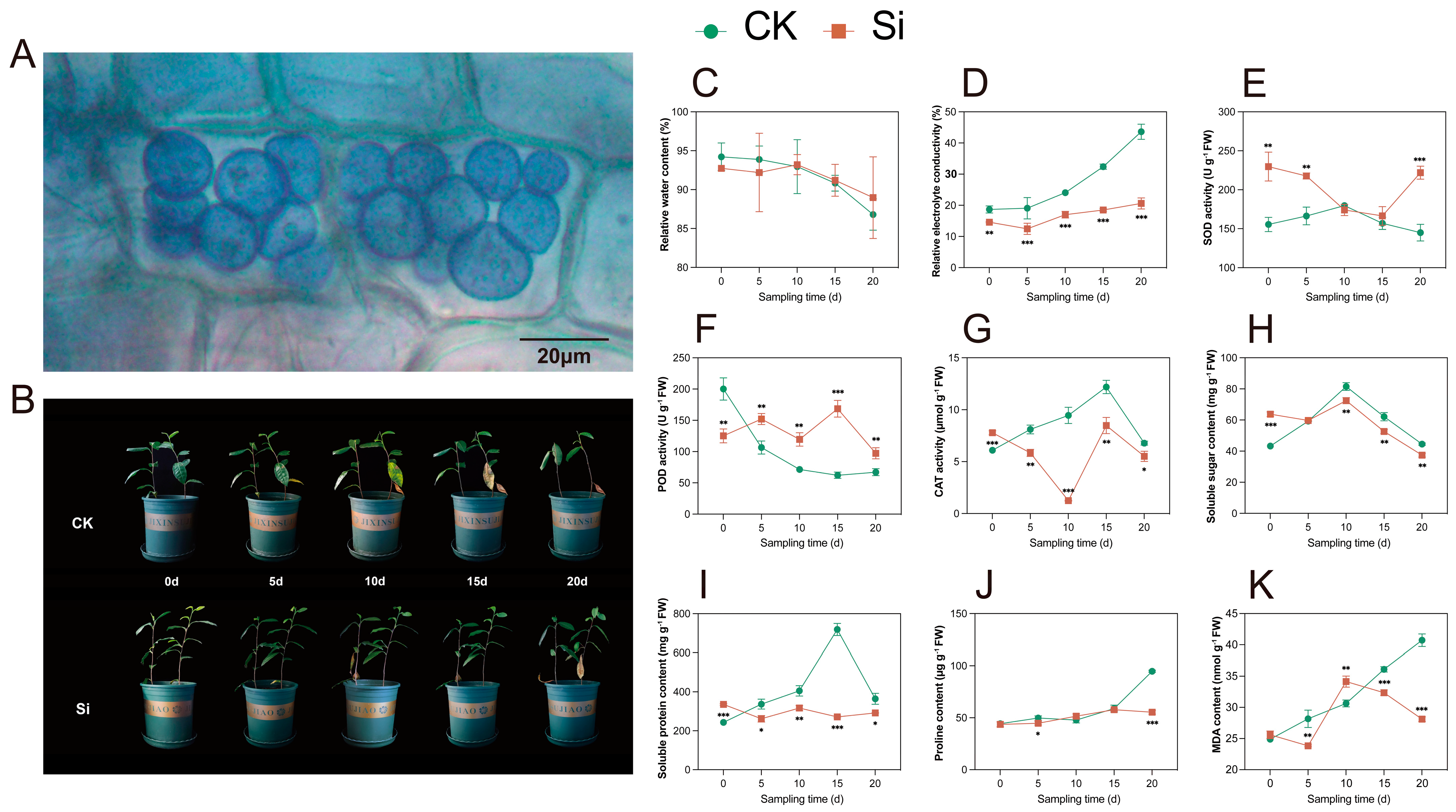 Plants 14 00989 g001