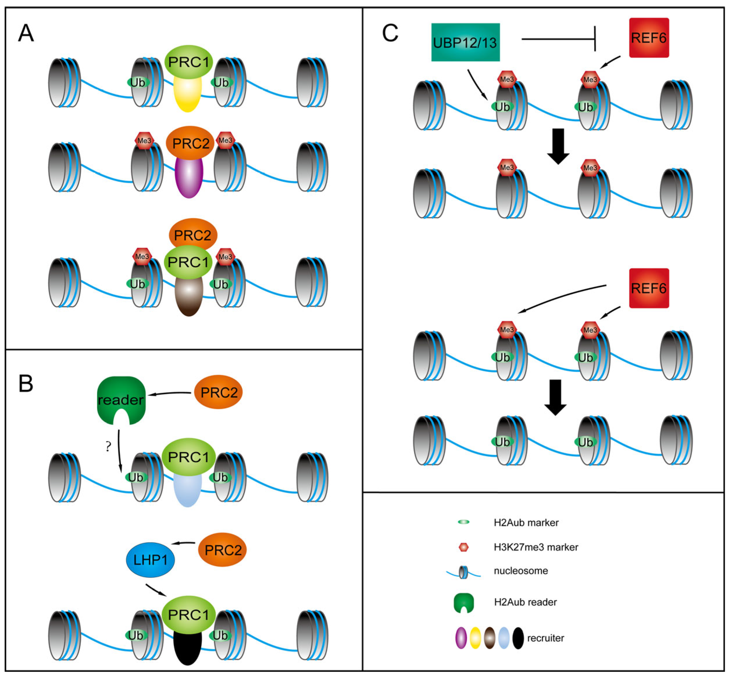 Plants 14 01038 g001