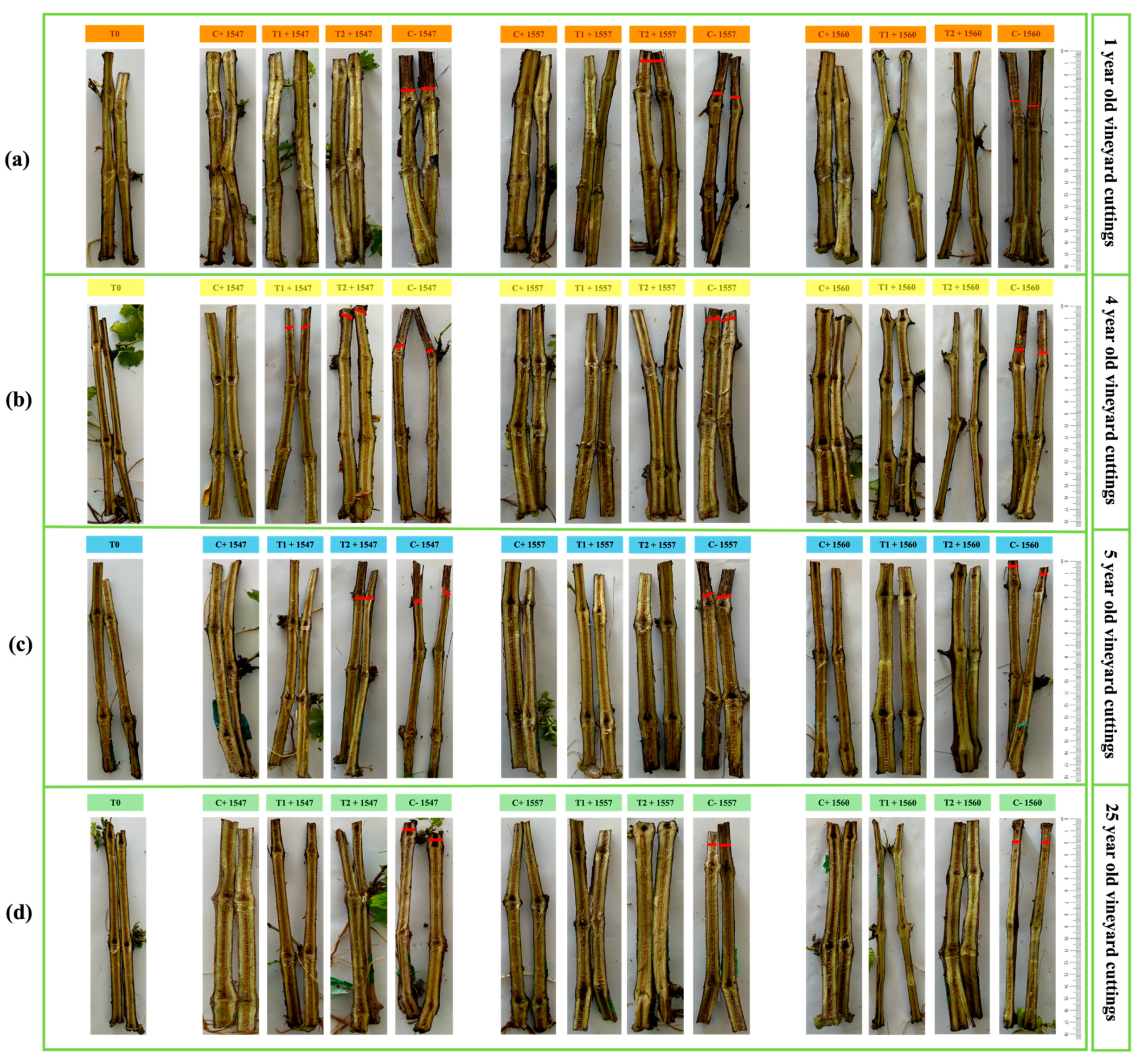 Plants 14 01043 g003