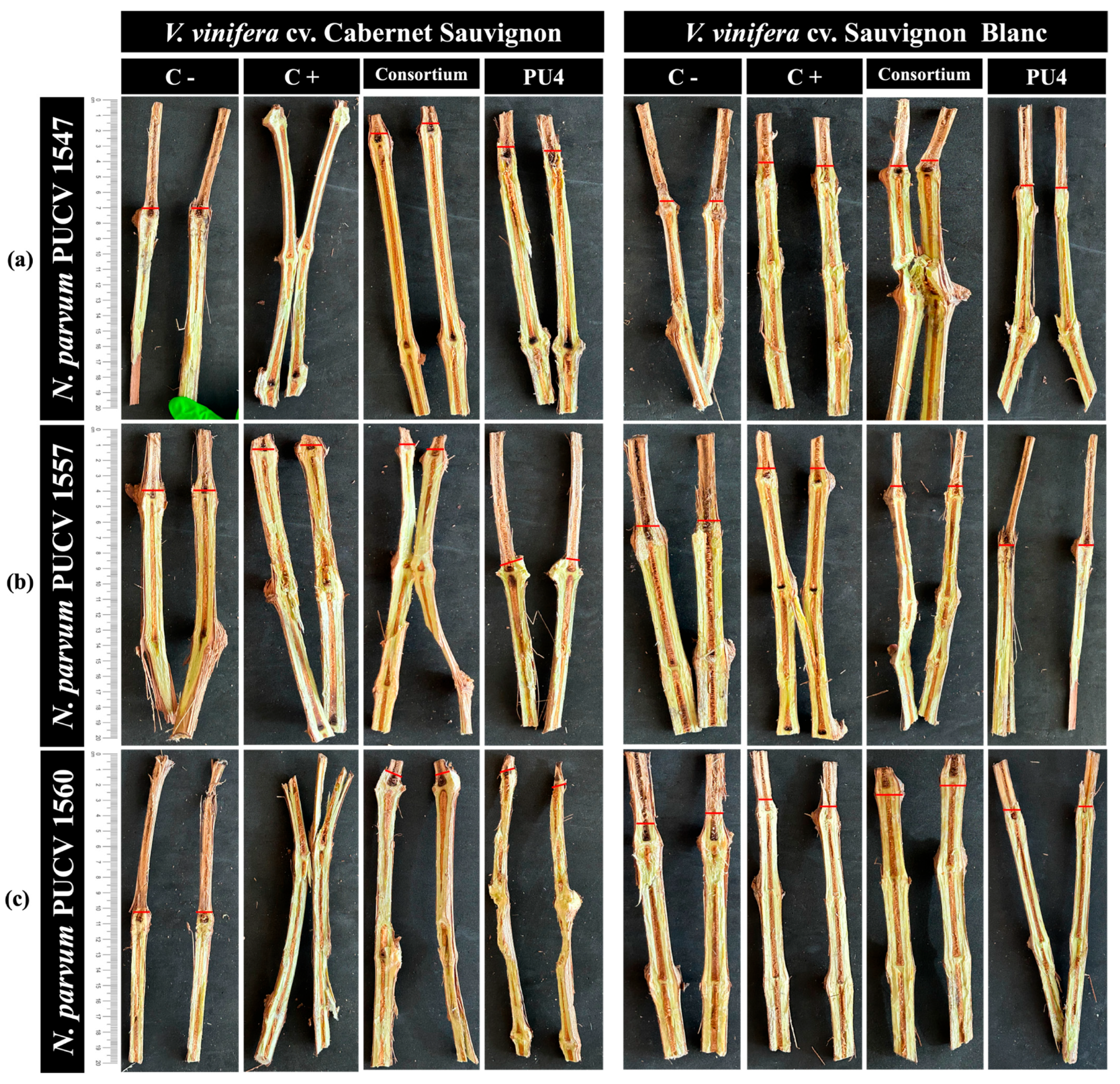 Plants 14 01043 g004