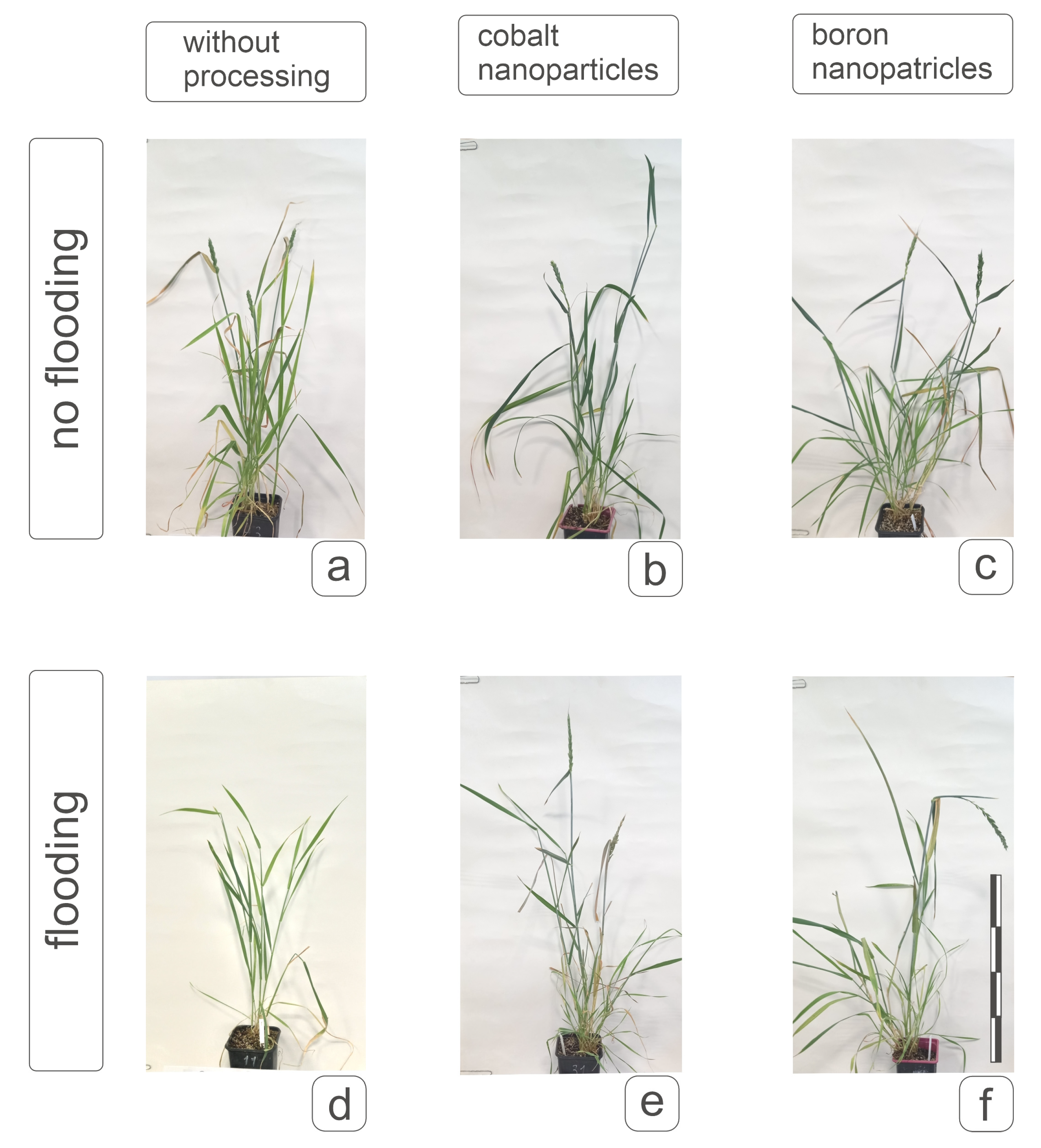 Plants 14 01044 g008
