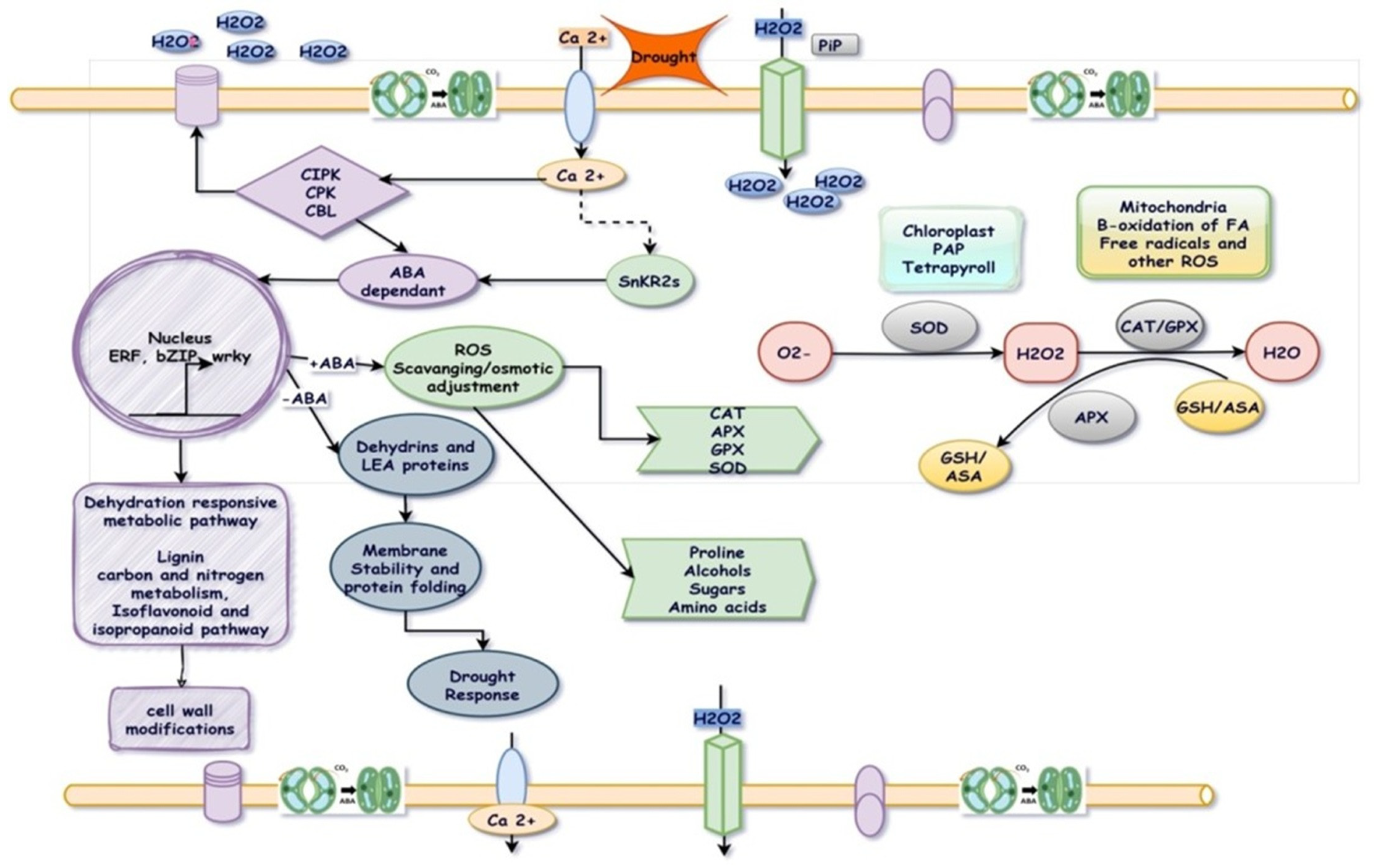 Plants 14 01053 g002 Plants 14 01053 g002
