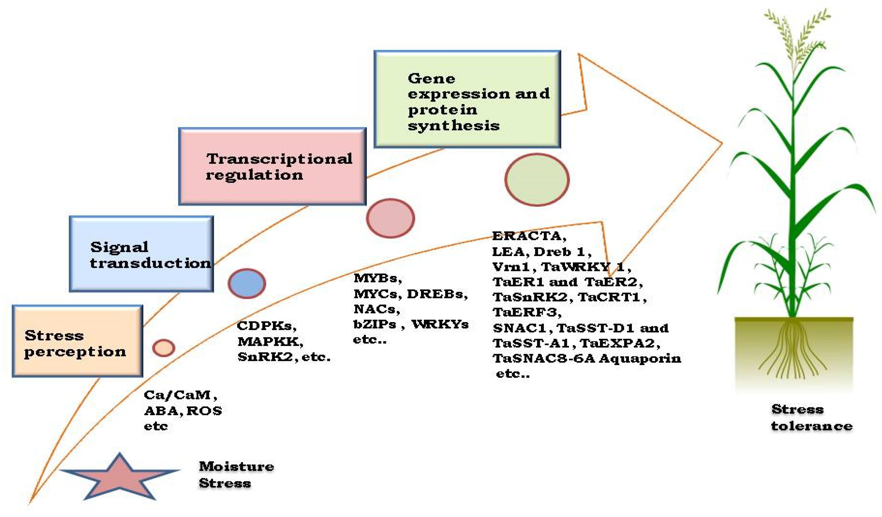 Plants 14 01053 g003 Plants 14 01053 g003