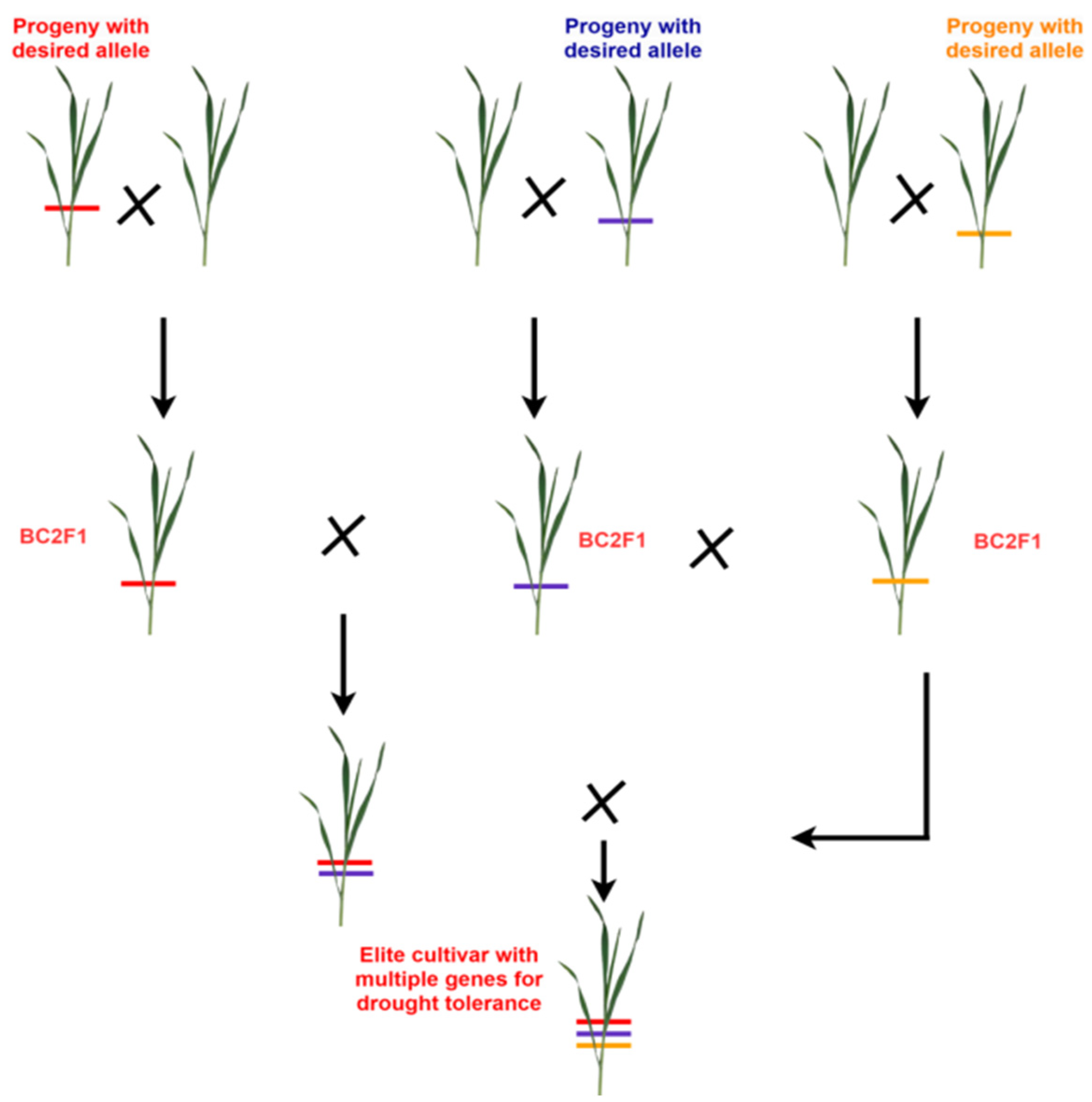 Plants 14 01053 g006 Plants 14 01053 g006