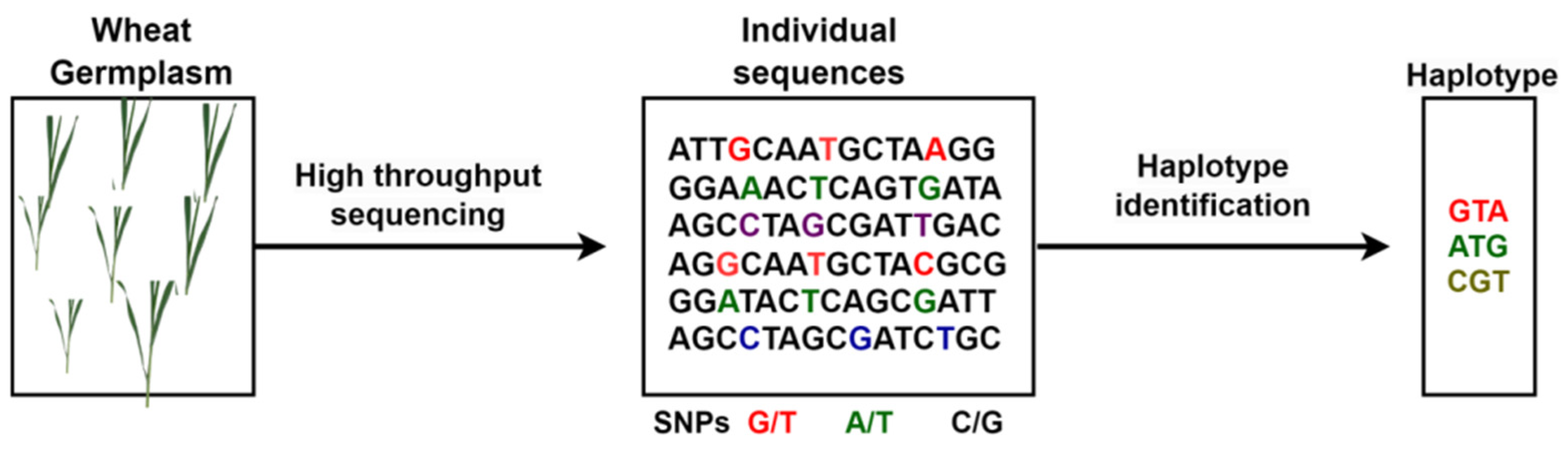 Plants 14 01053 g008 Plants 14 01053 g008