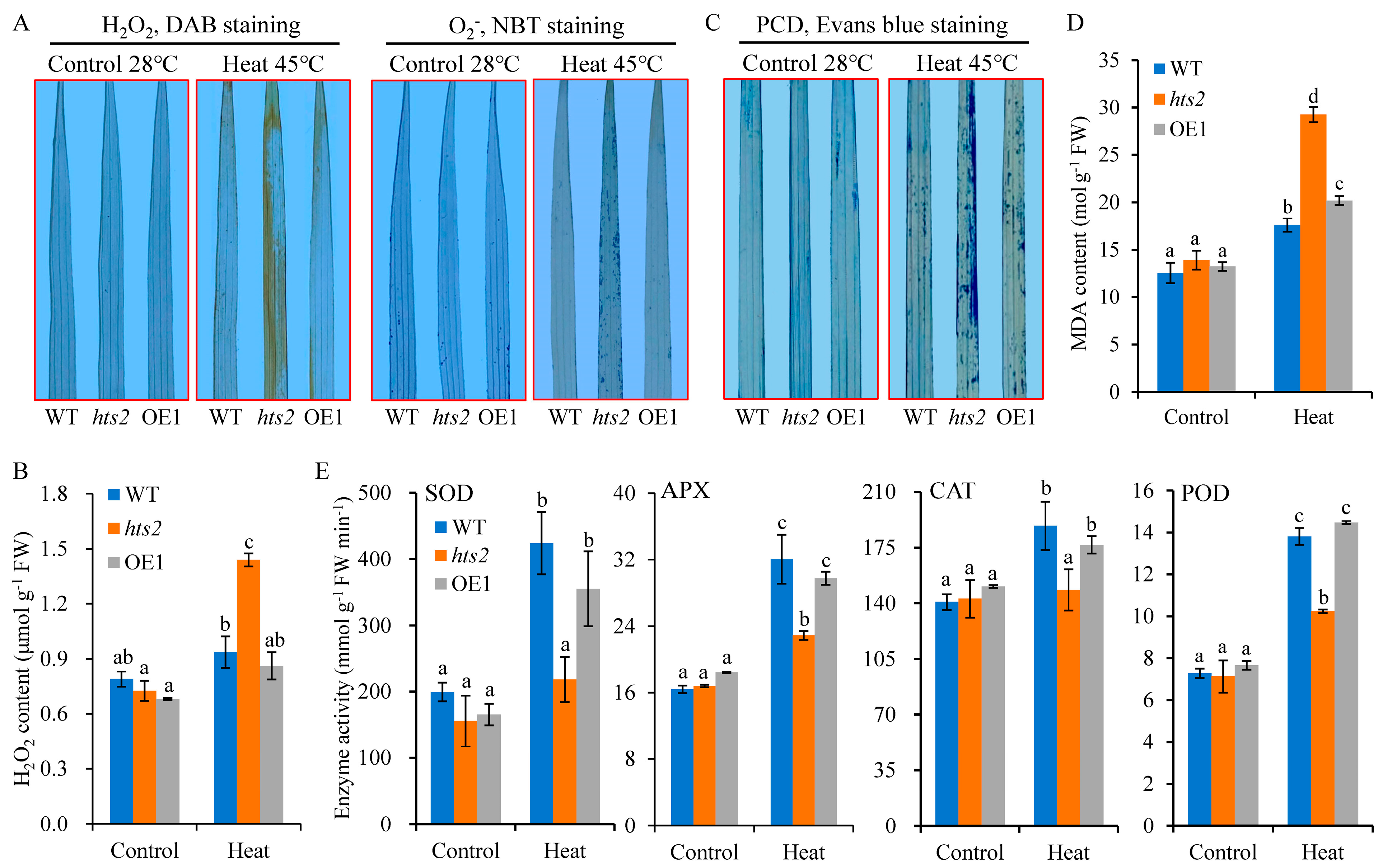 Plants 14 01072 g006
