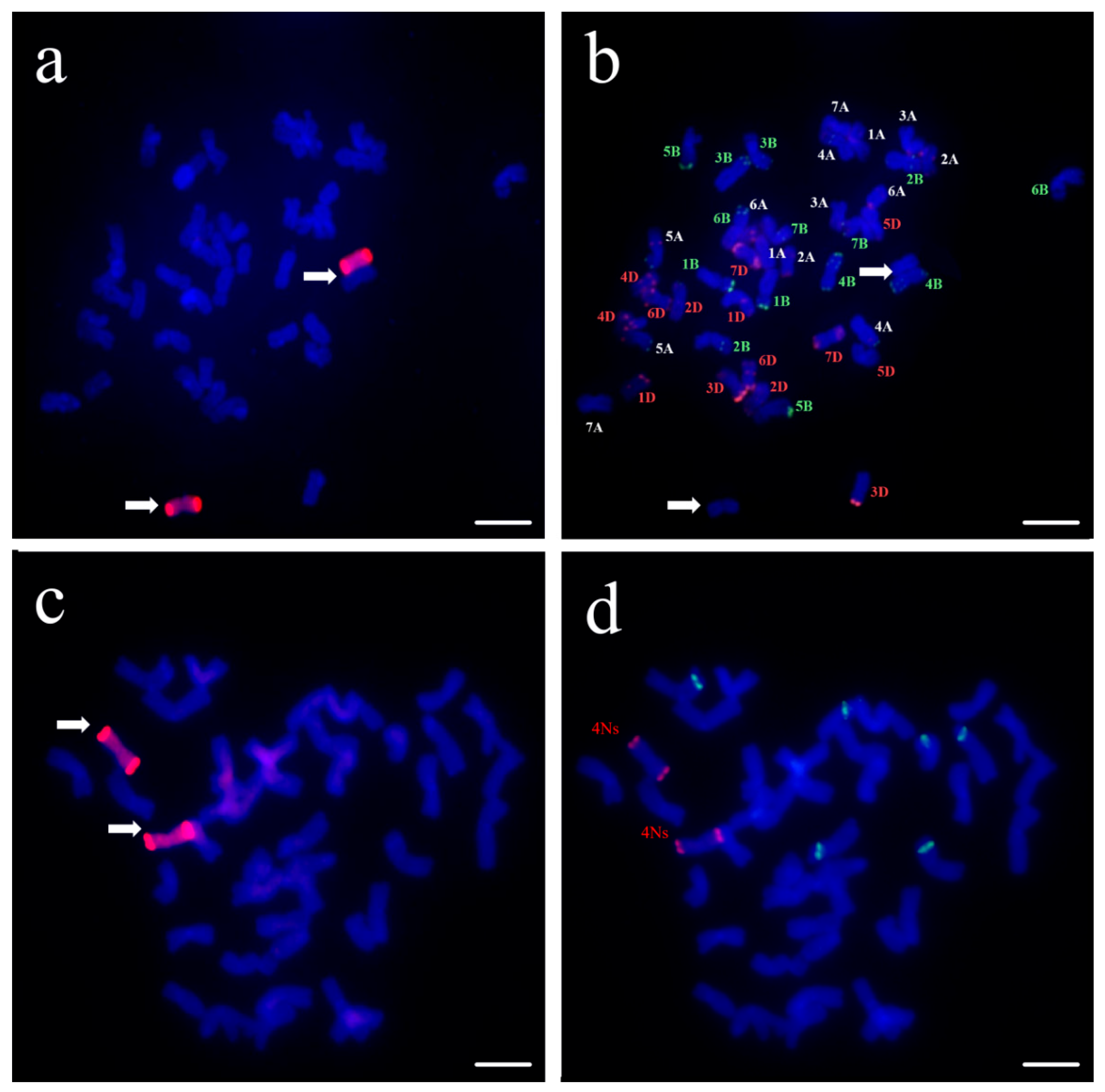 Plants 14 01104 g001
