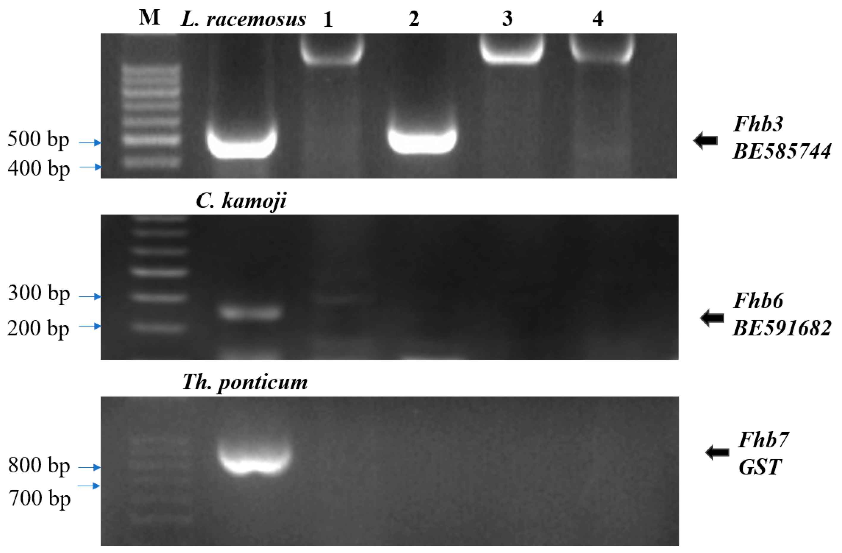 Plants 14 01104 g004