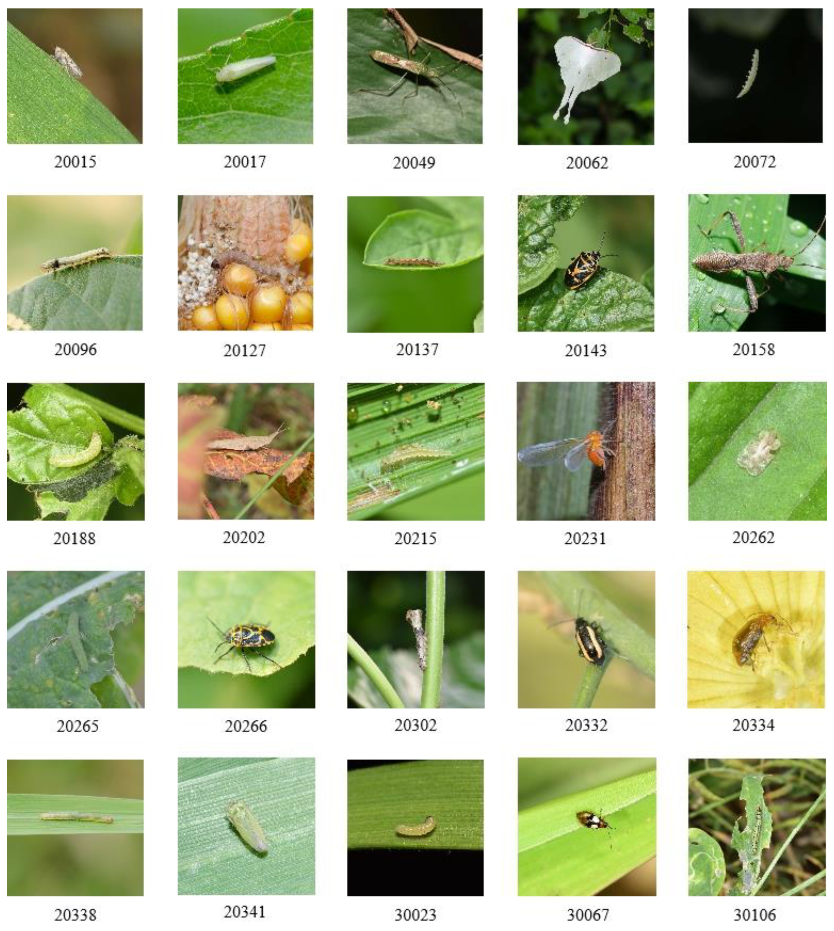 Plants 14 01106 g002