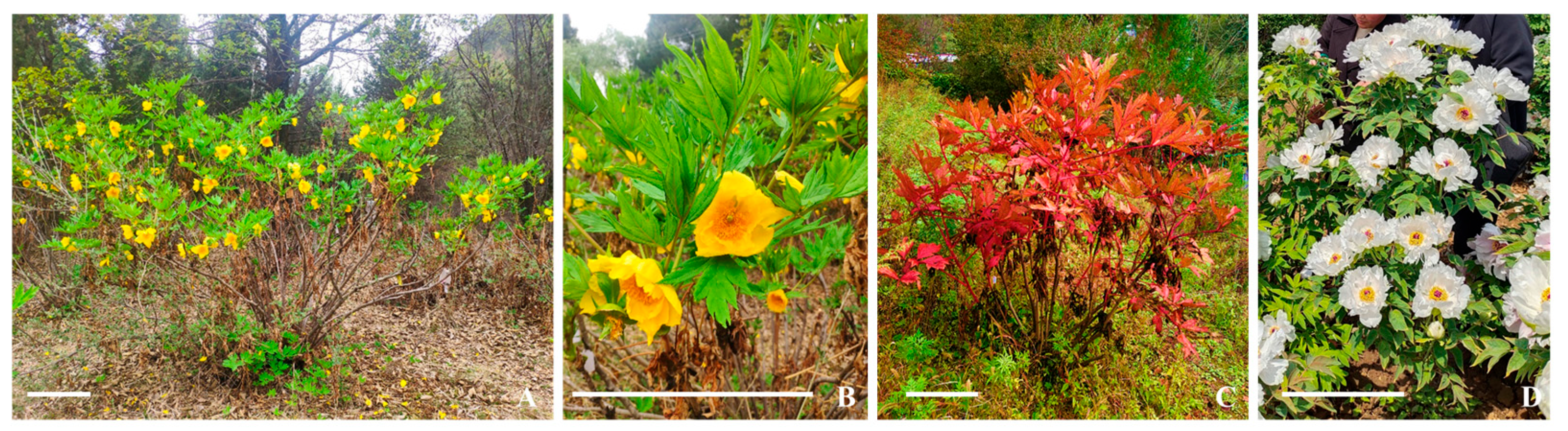 Plants 14 01120 g001