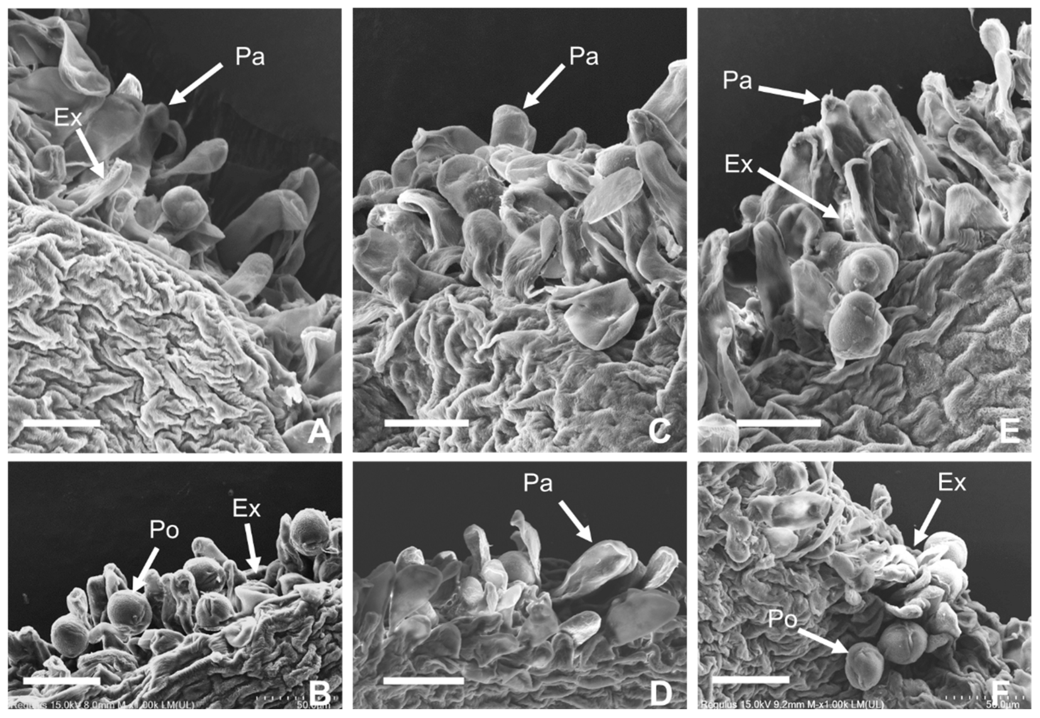 Plants 14 01120 g002
