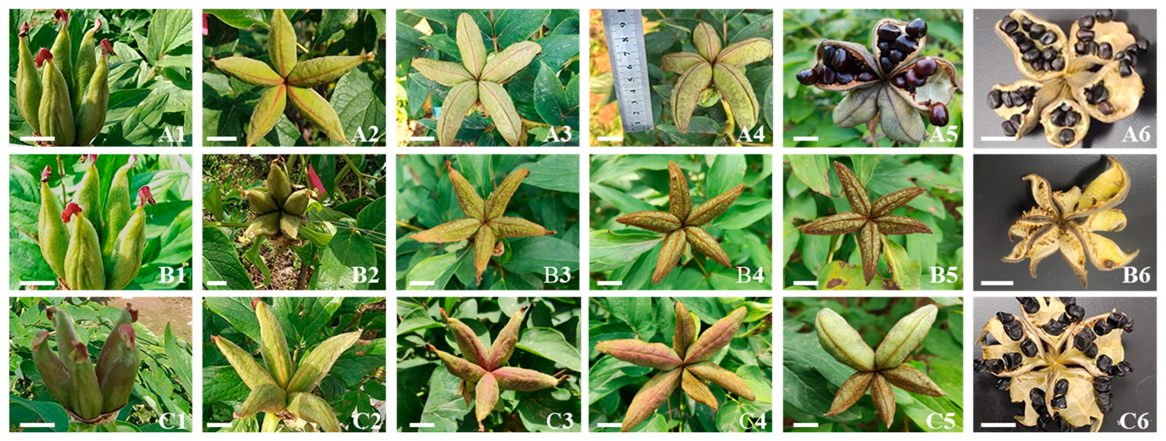 Plants 14 01120 g004