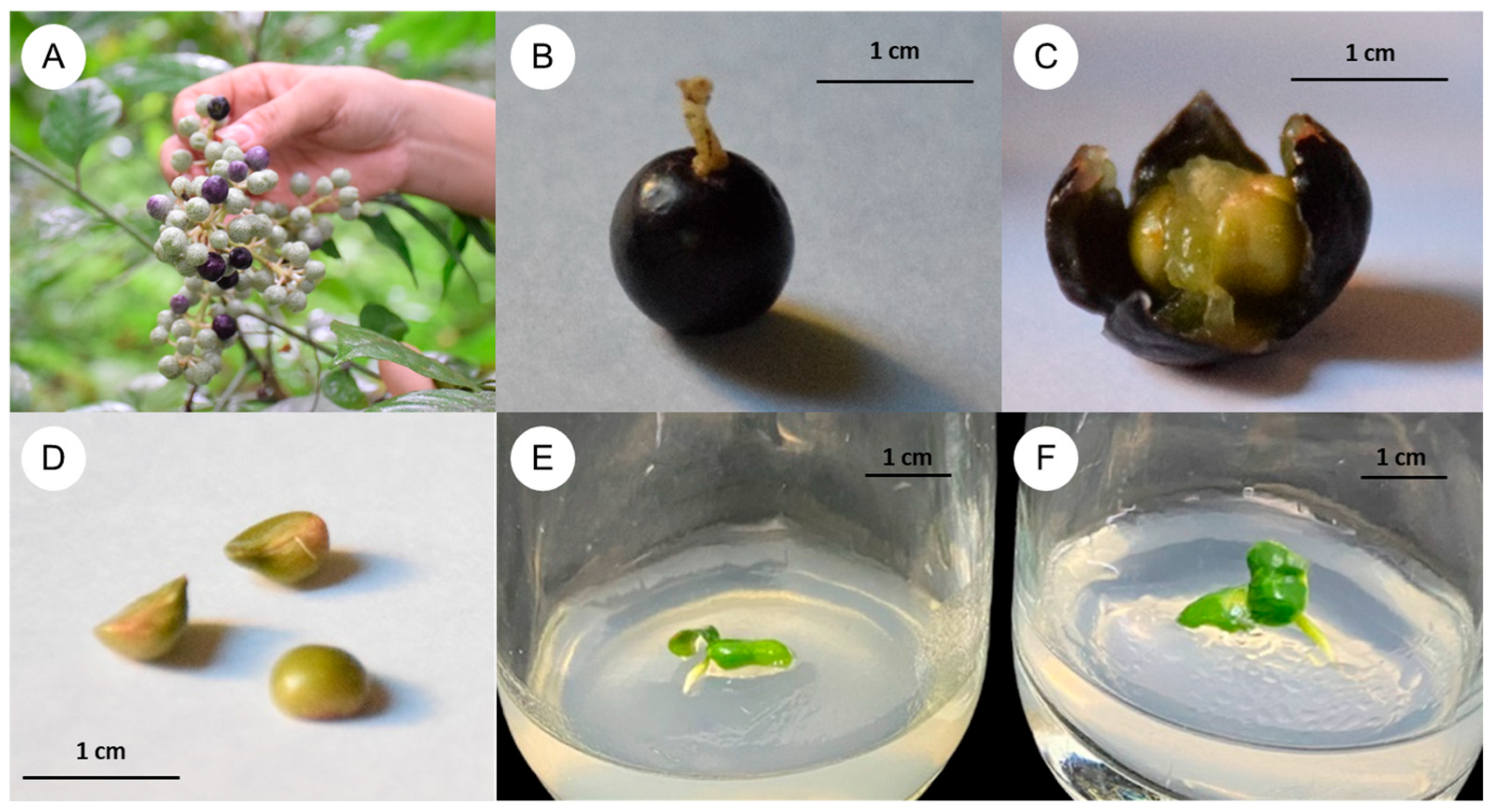 Plants 14 01123 g001