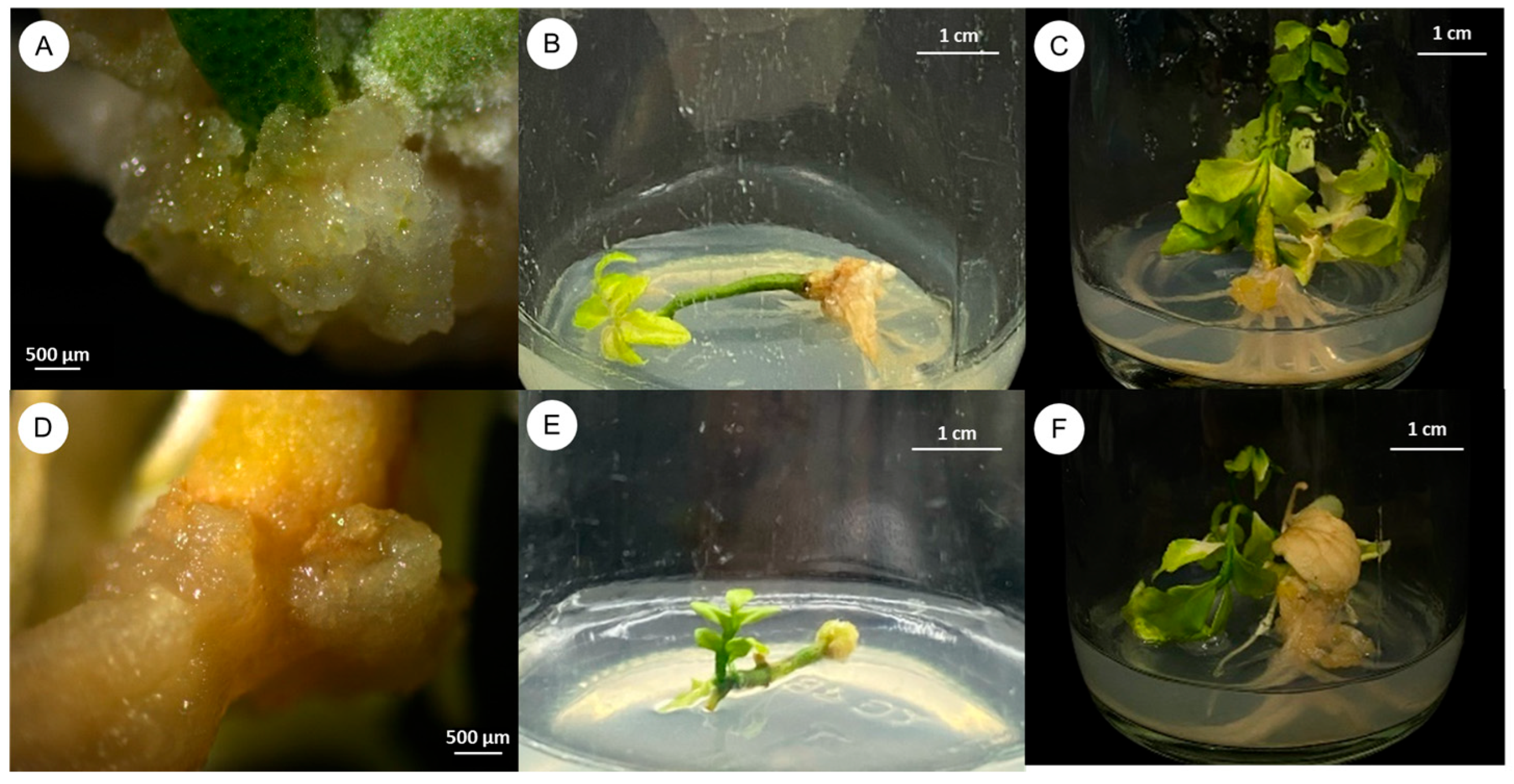 Plants 14 01123 g002