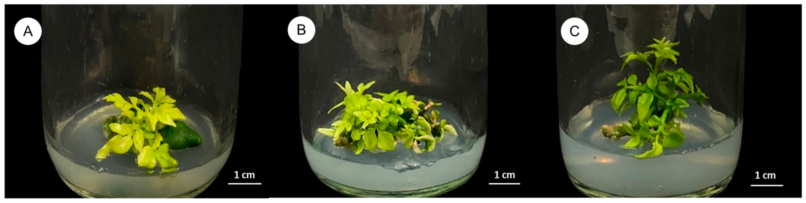 Plants 14 01123 g003