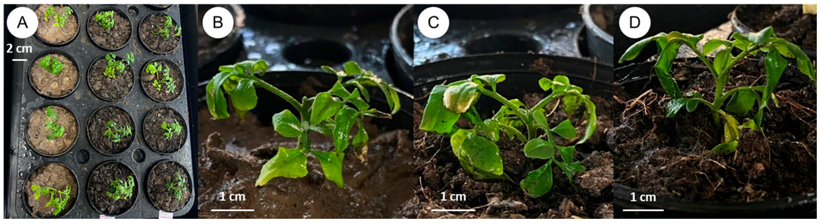 Plants 14 01123 g005