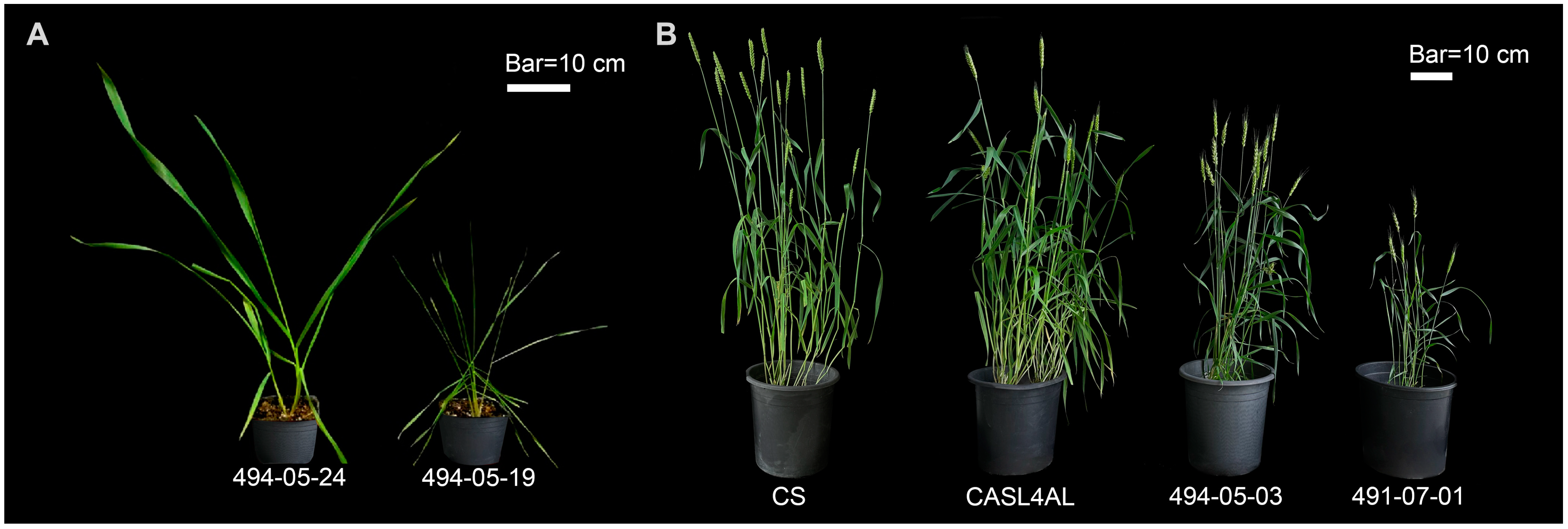 Plants 14 01134 g001