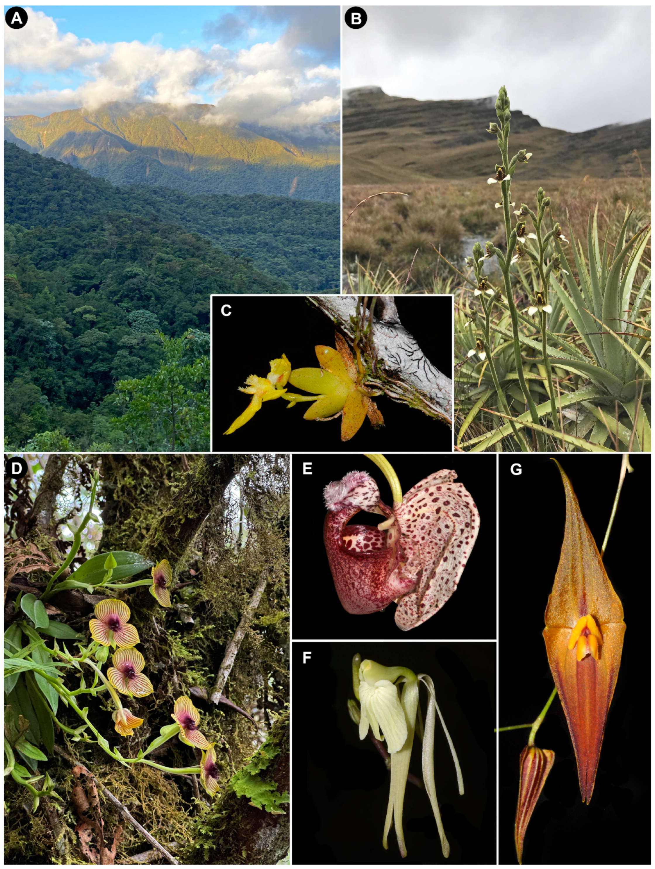 Plants 14 01193 g001 Plants 14 01193 g001