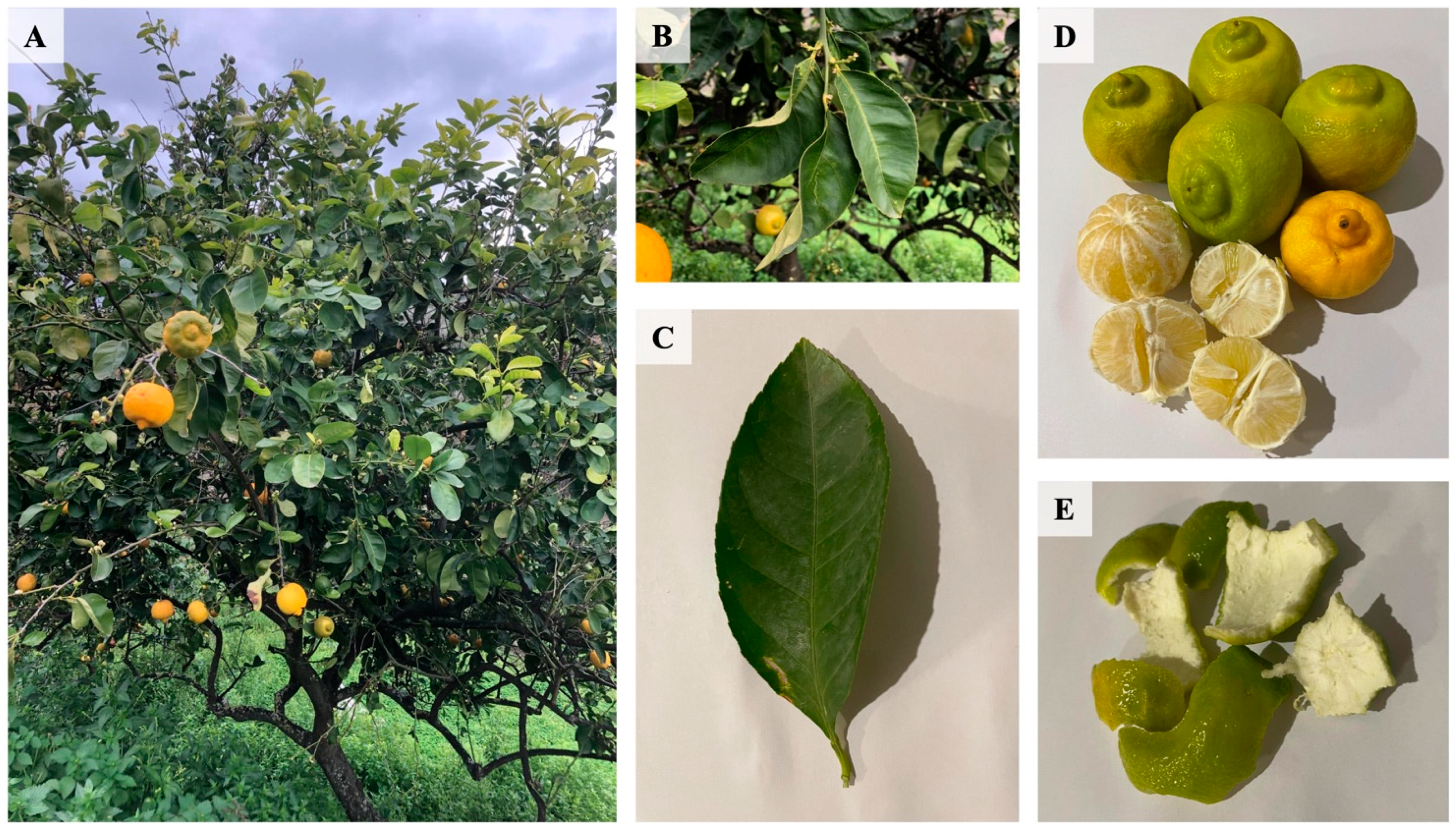 Plants 14 01209 g001