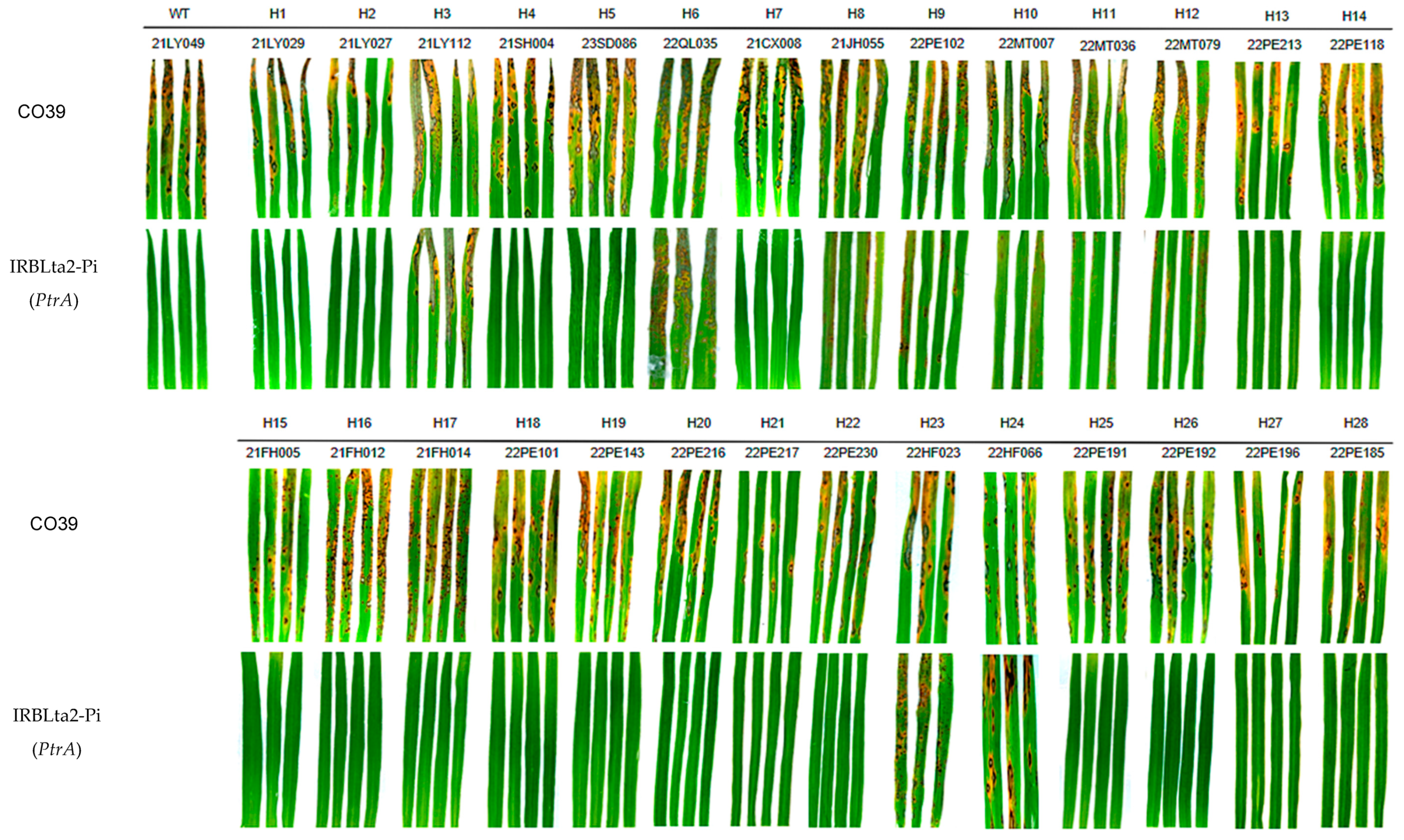 Plants 14 01210 g007