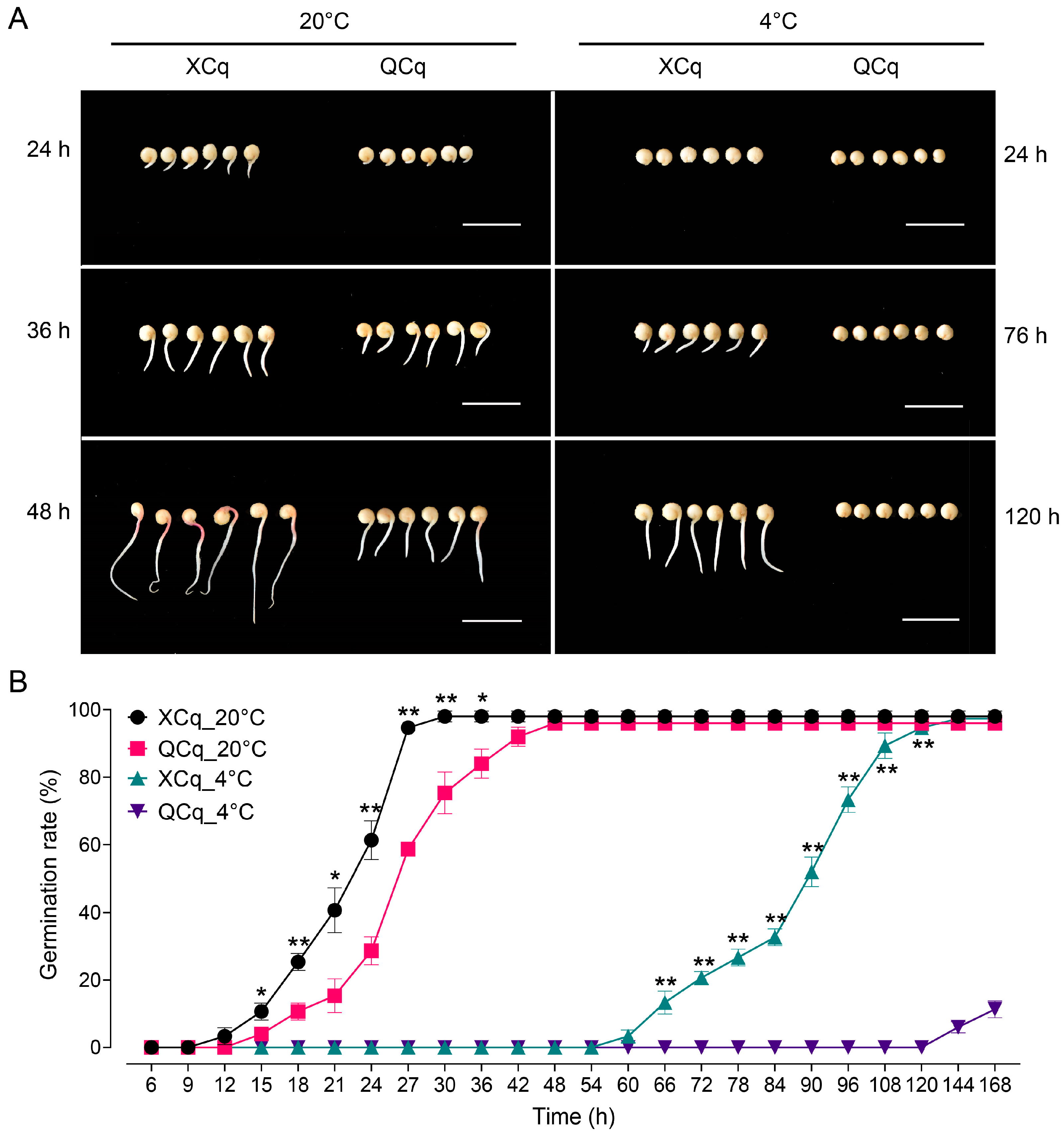 Plants 14 01212 g001