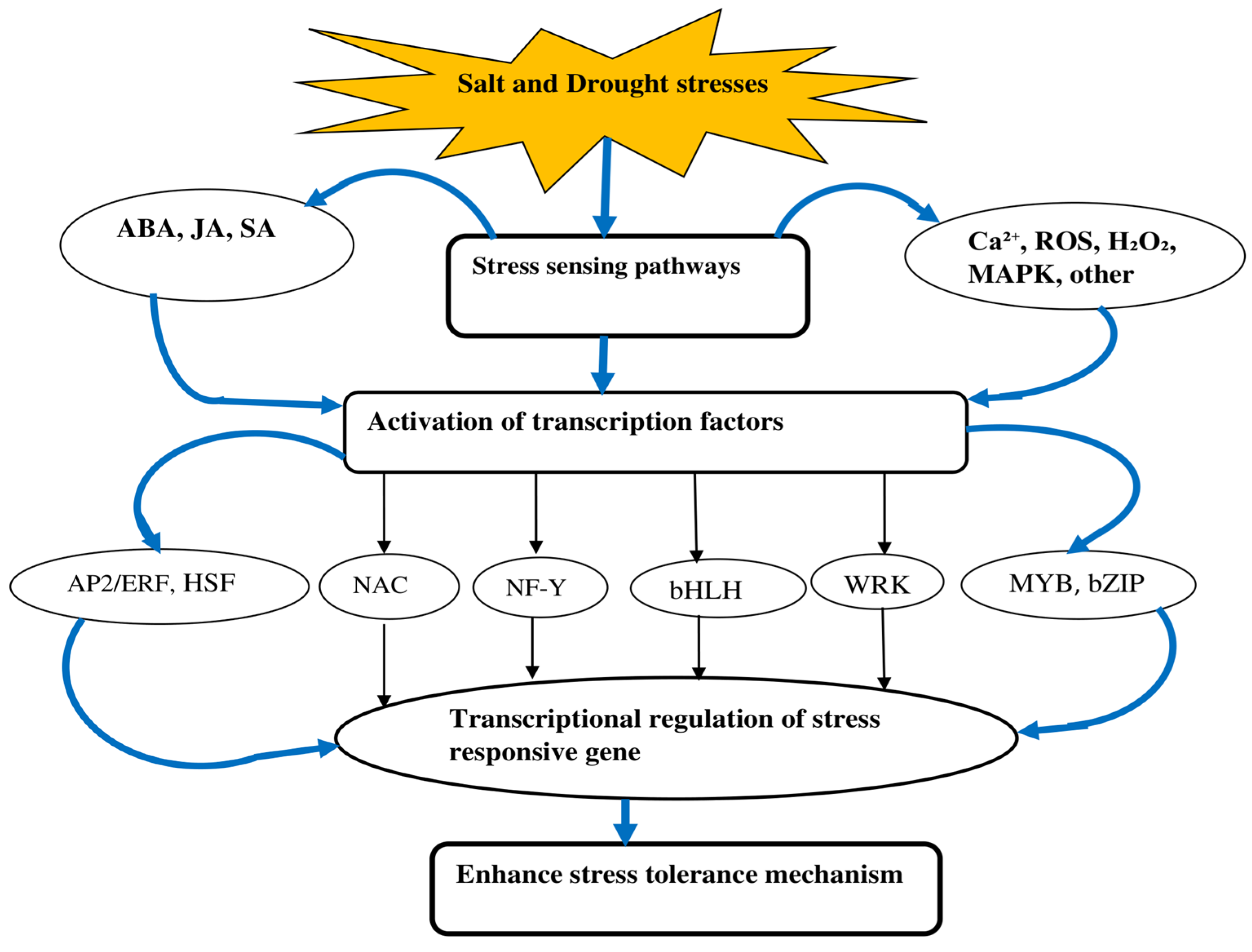 Plants 14 01215 g001