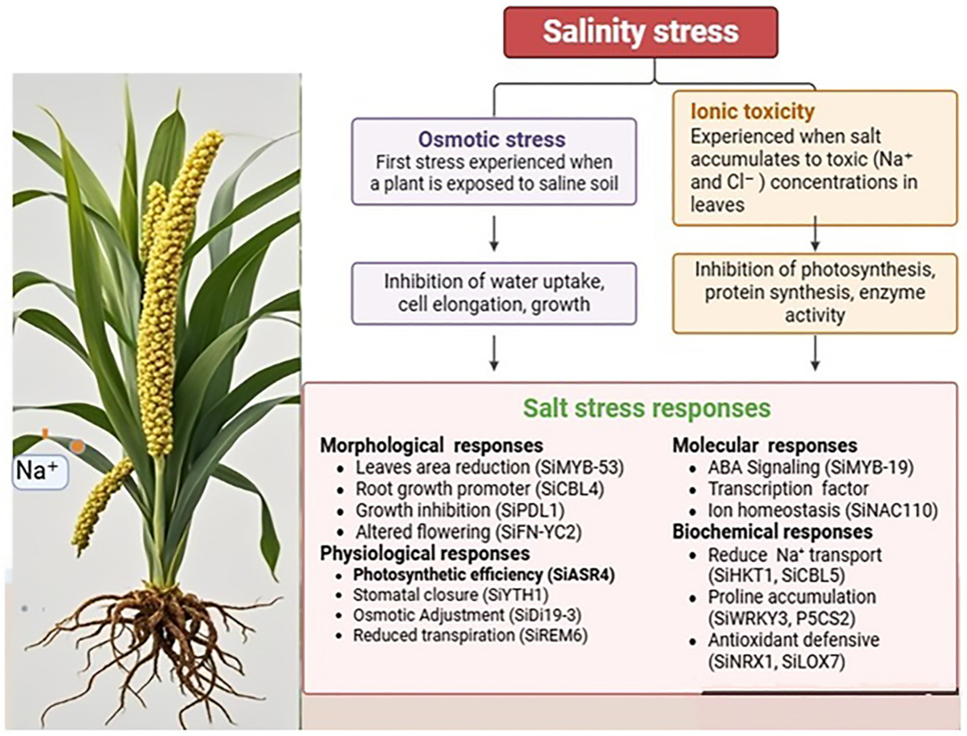 Plants 14 01215 g002