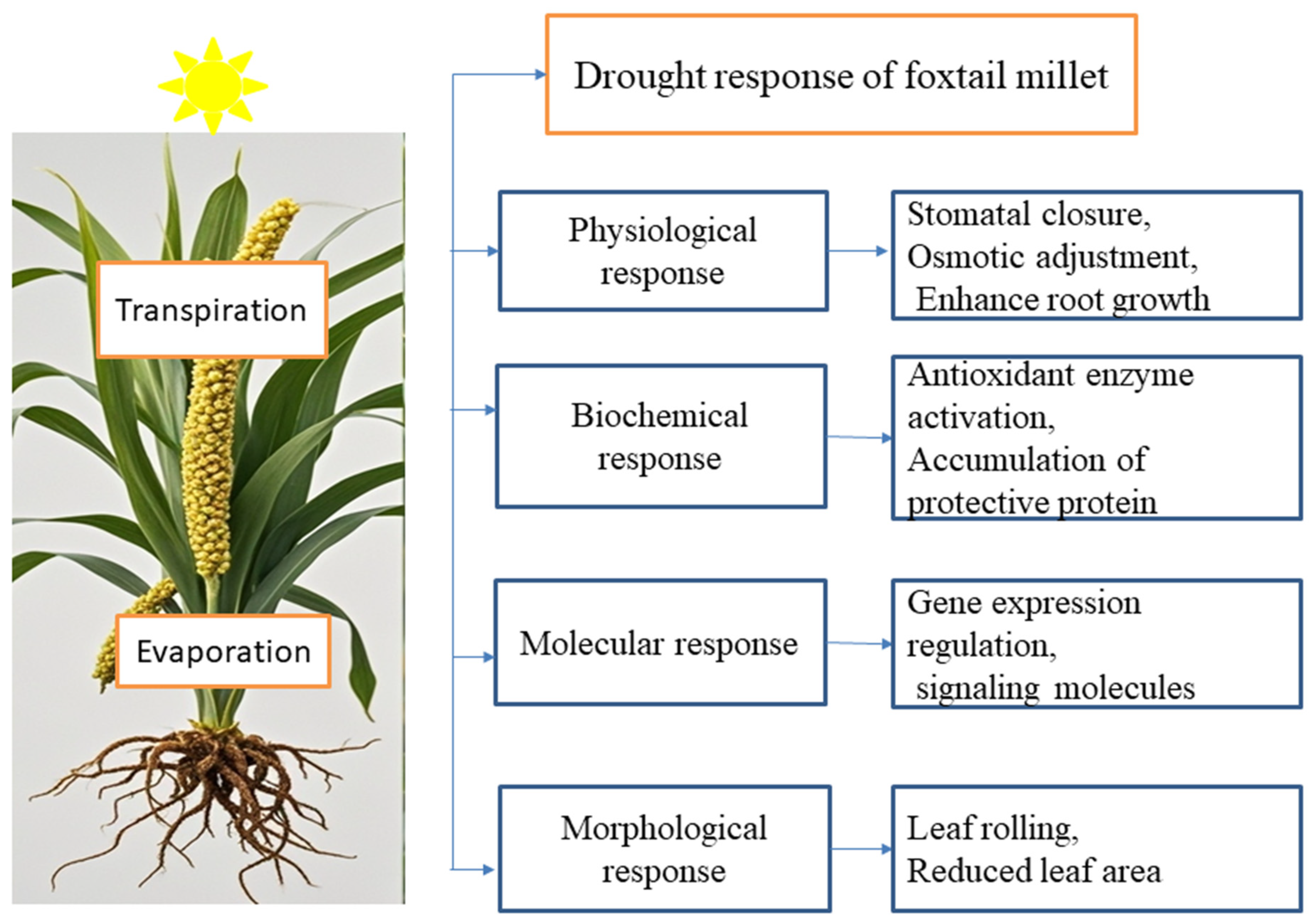 Plants 14 01215 g003