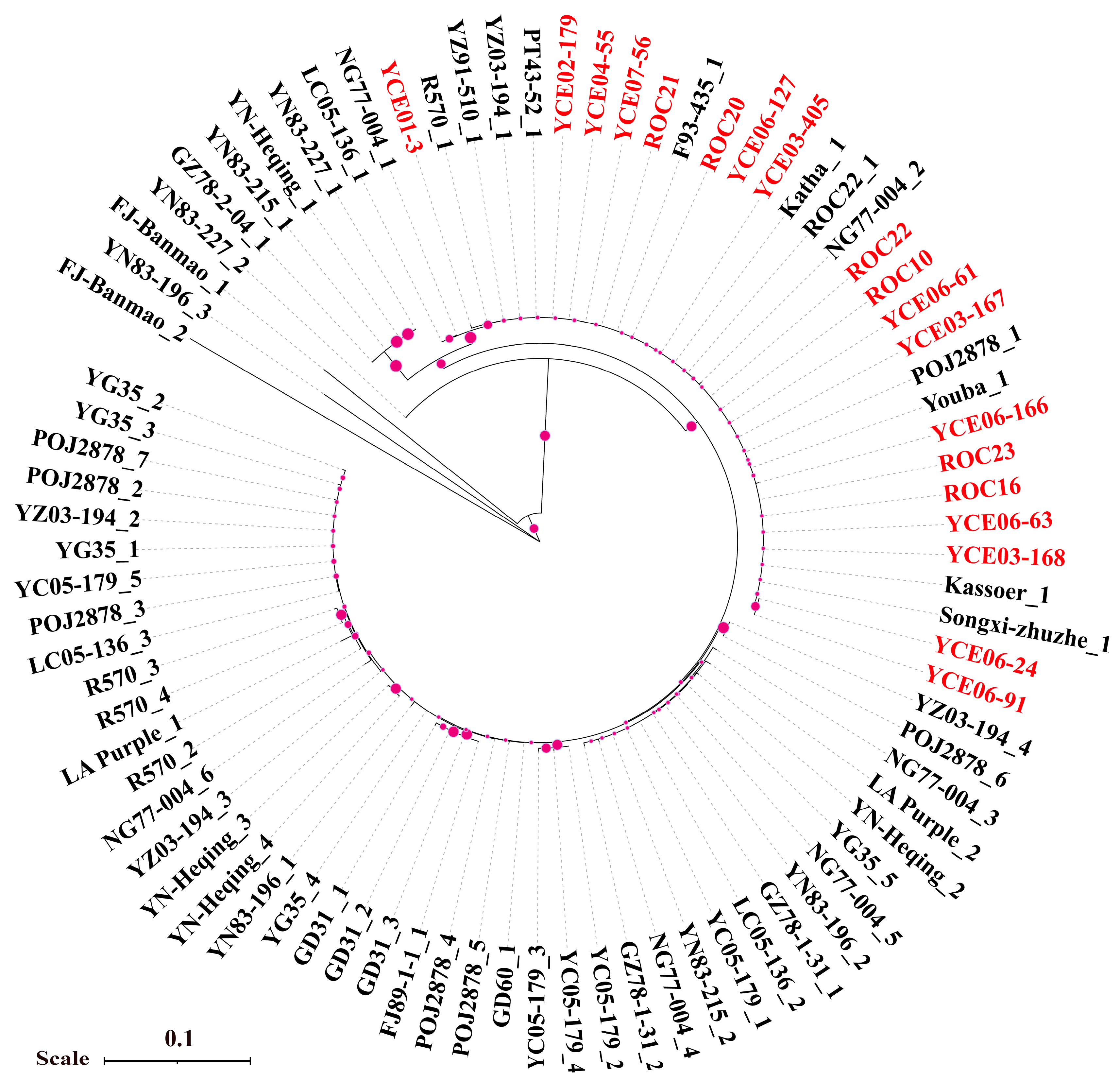 Plants 14 01221 g005