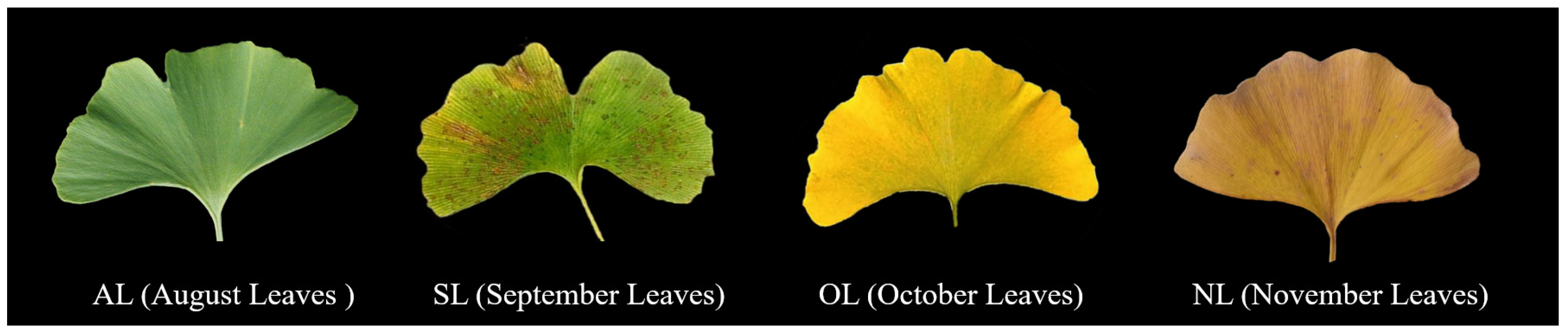 Plants 14 01236 g008 Plants 14 01236 g008